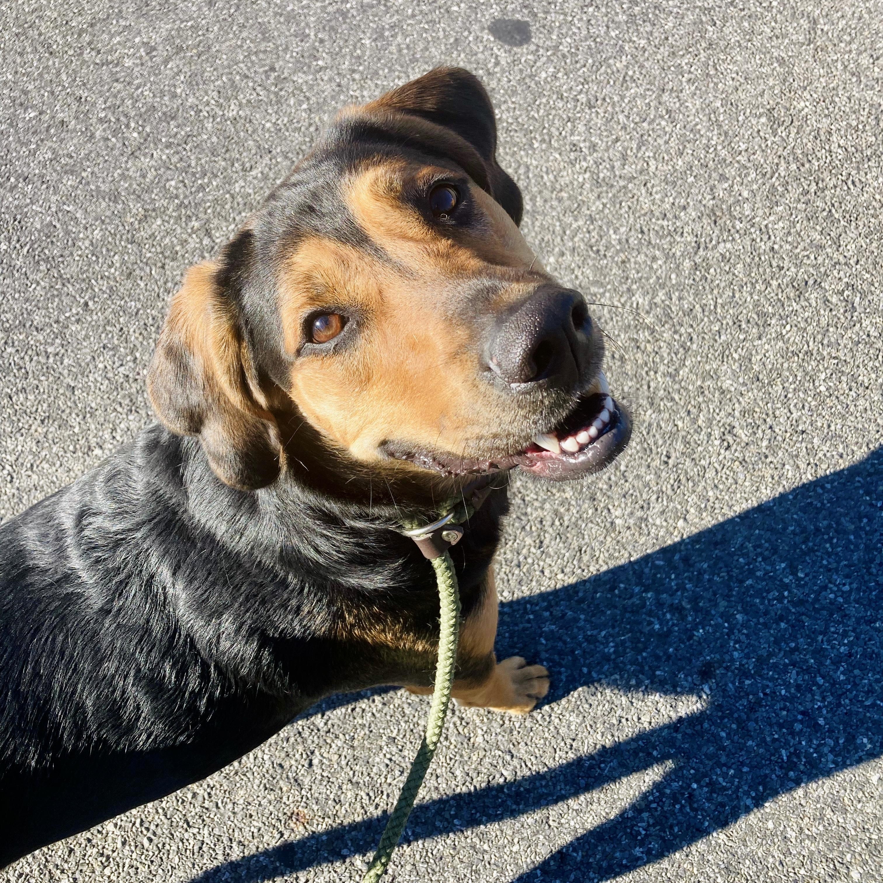 Enlarge Mack, a Adoptable mixed breed in Rock Hill, NY image 2/5