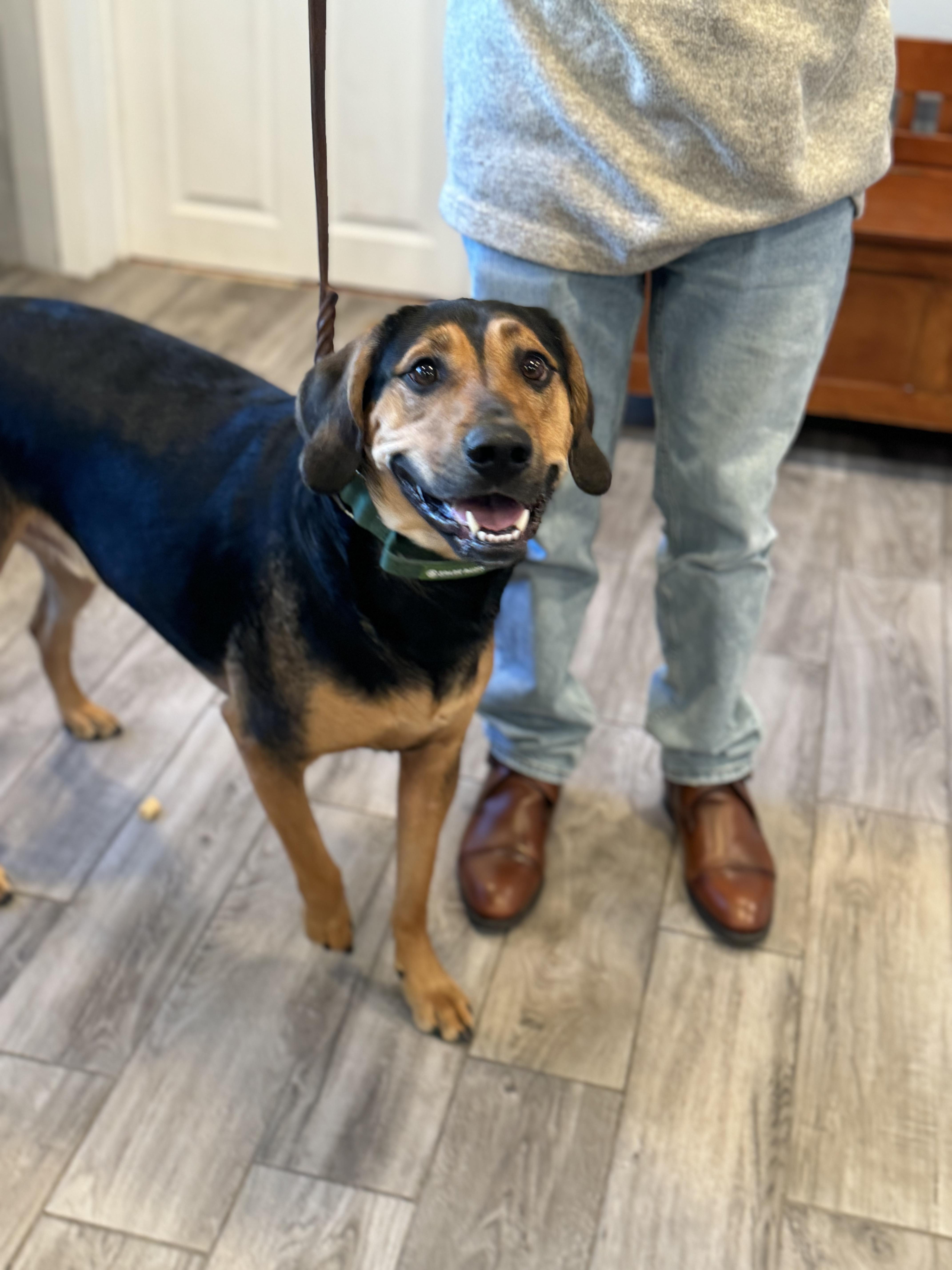 Enlarge Mack, a Adoptable mixed breed in Rock Hill, NY image 2/4