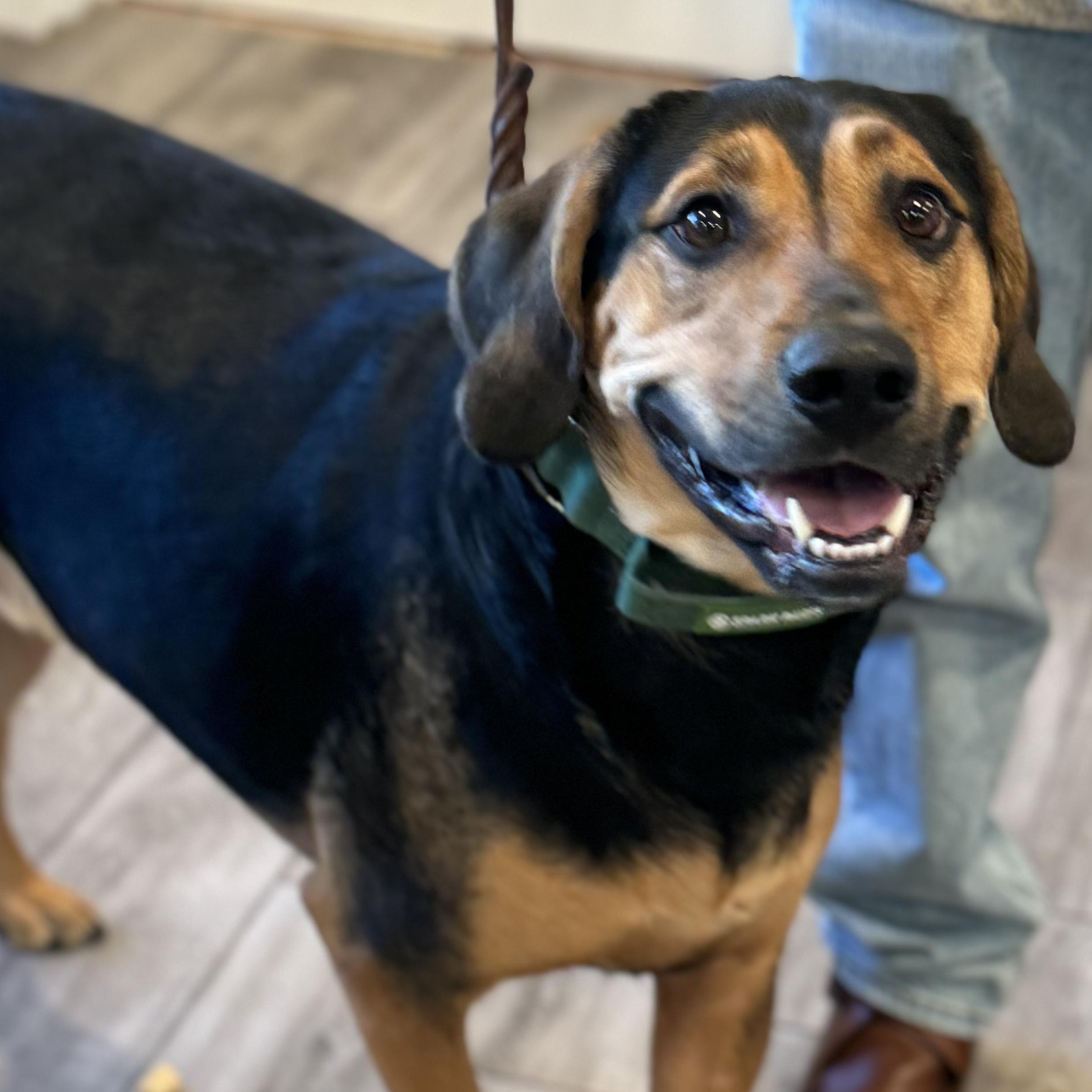 Enlarge Mack, a Adoptable mixed breed in Rock Hill, NY image 1/5