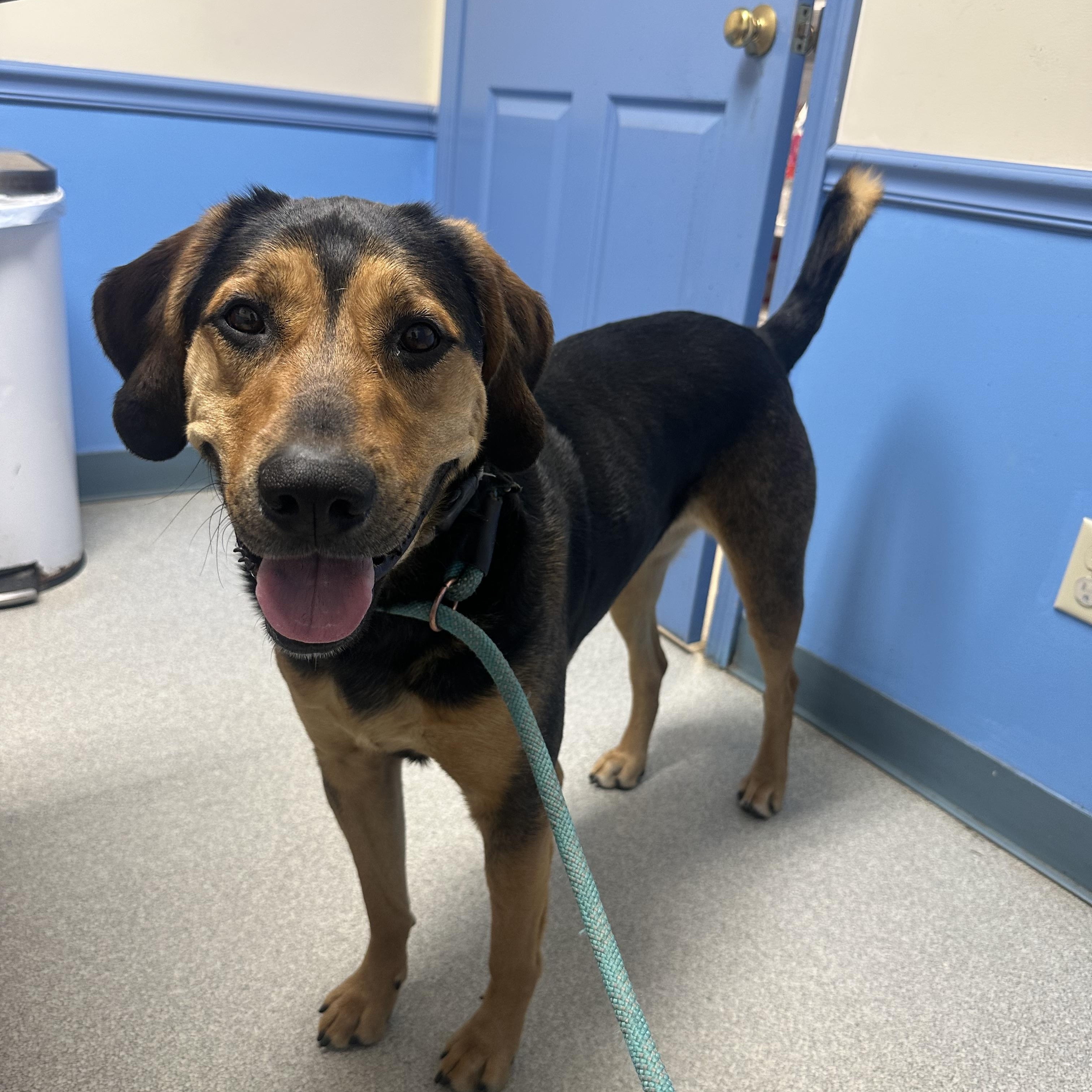 Enlarge Mack, a Adoptable mixed breed in Rock Hill, NY image 4/5