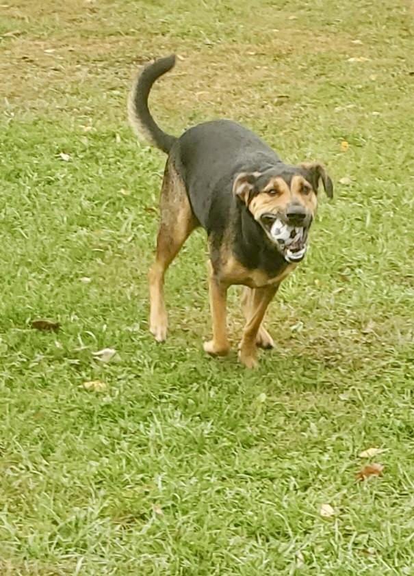 Enlarge Mack, a Adoptable mixed breed in Rock Hill, NY image 3/4