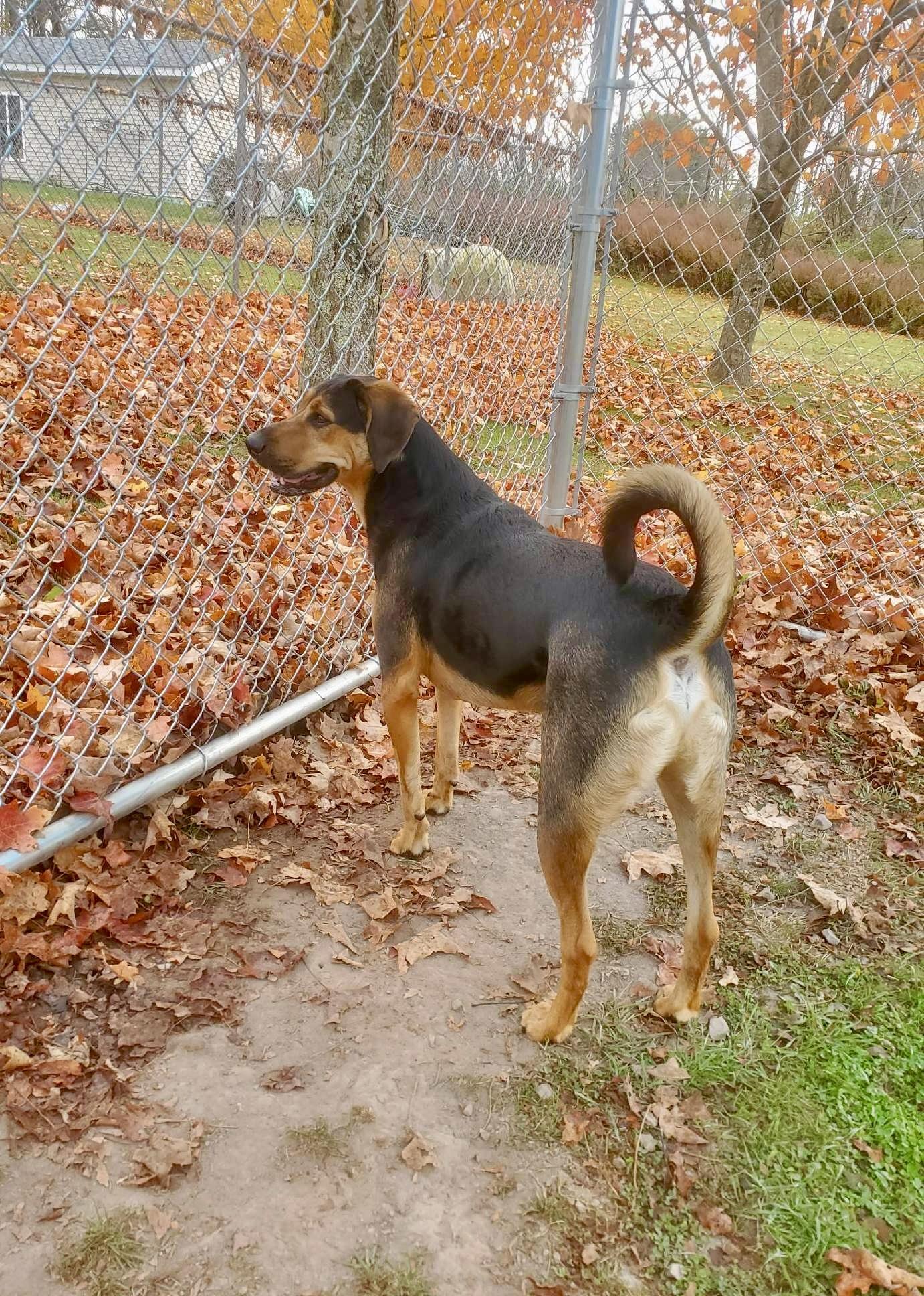 Enlarge Mack, a Adoptable mixed breed in Rock Hill, NY image 4/4