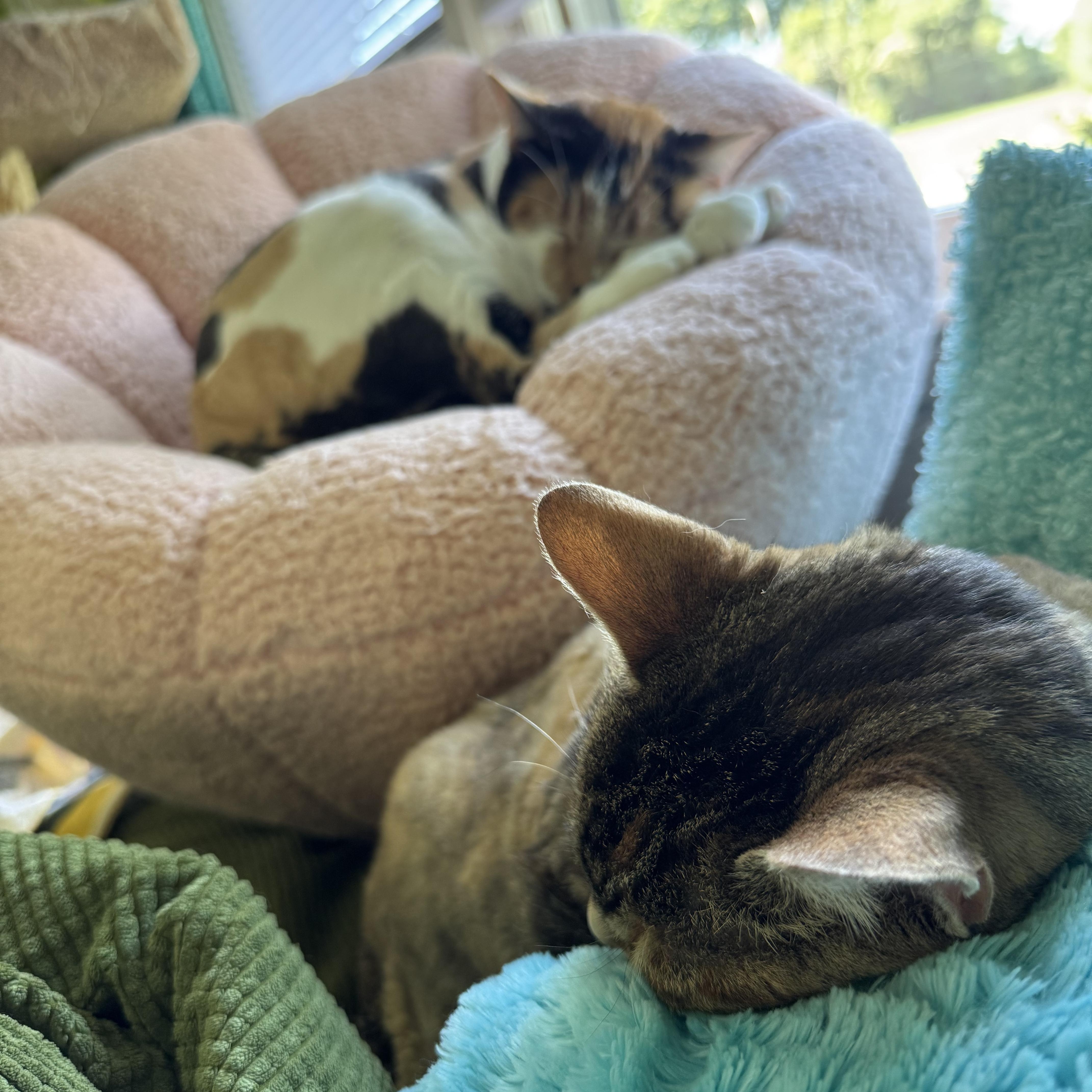 Carly — thumbnail 3