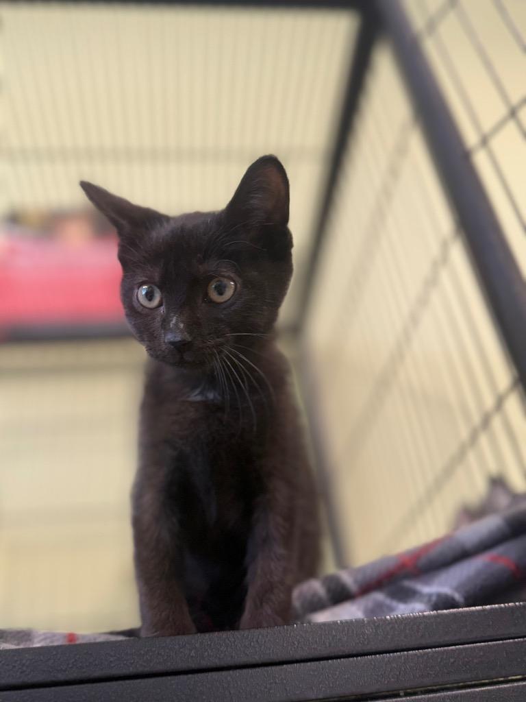 Metal, Adoptable, Kitten Male Domestic Short Hair.