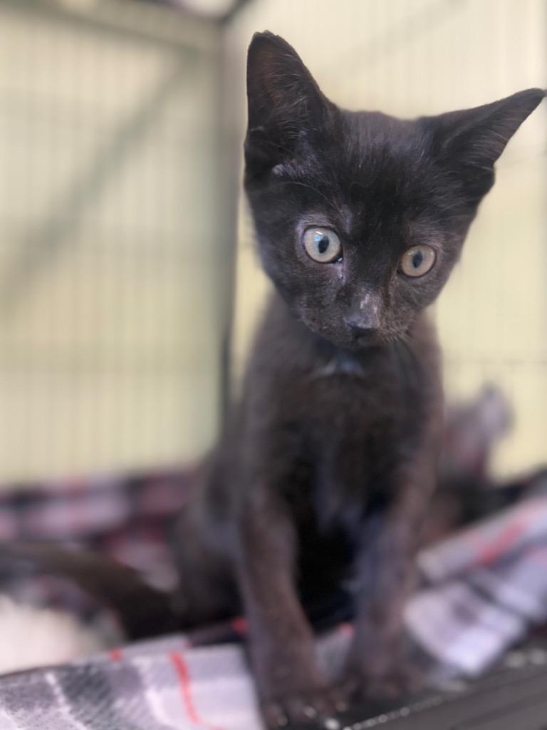 Enlarge Metal, a Adoptable mixed breed in Auburn, IN image 2/5