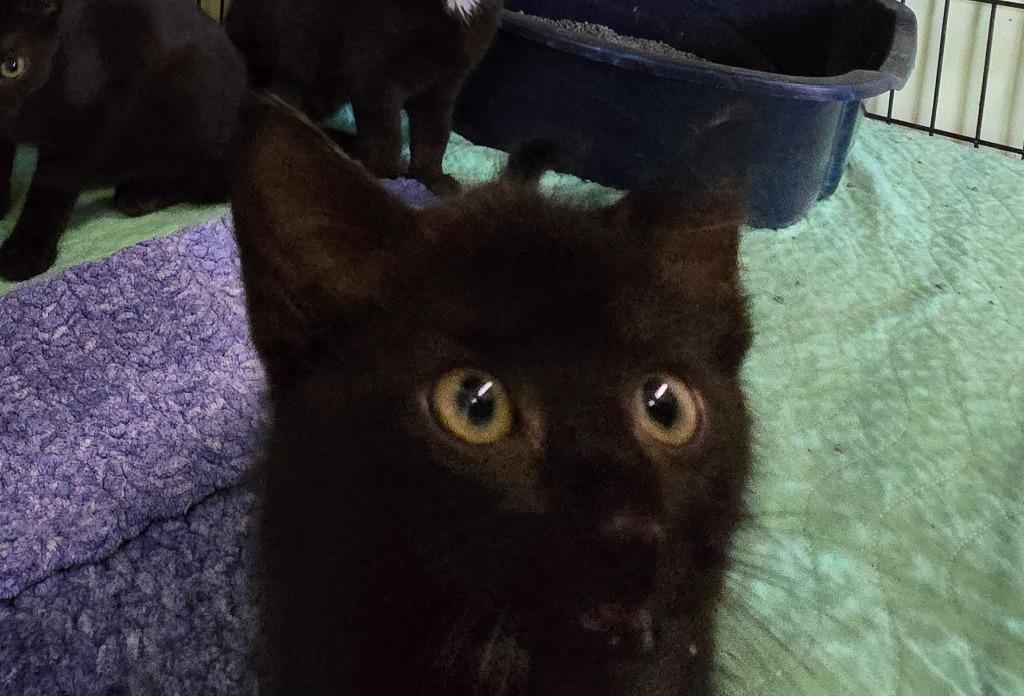 Enlarge Metal, a Adoptable mixed breed in Auburn, IN image 3/5
