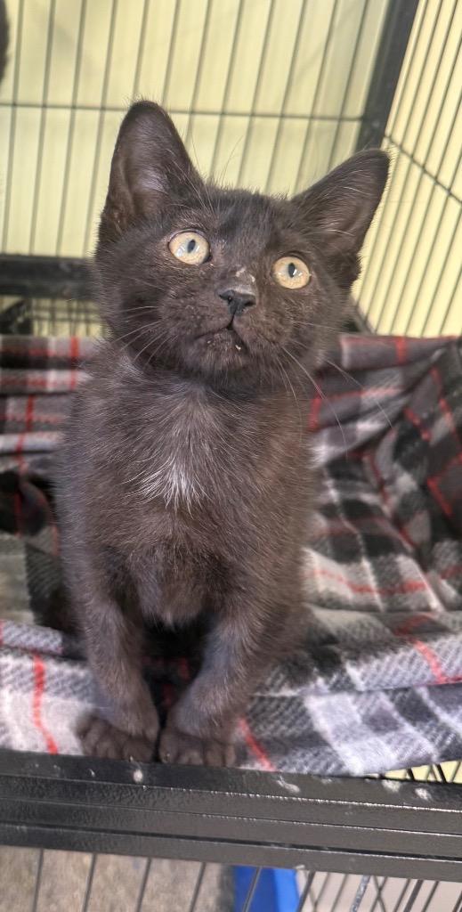 Enlarge Metal, a Adoptable mixed breed in Auburn, IN image 5/5