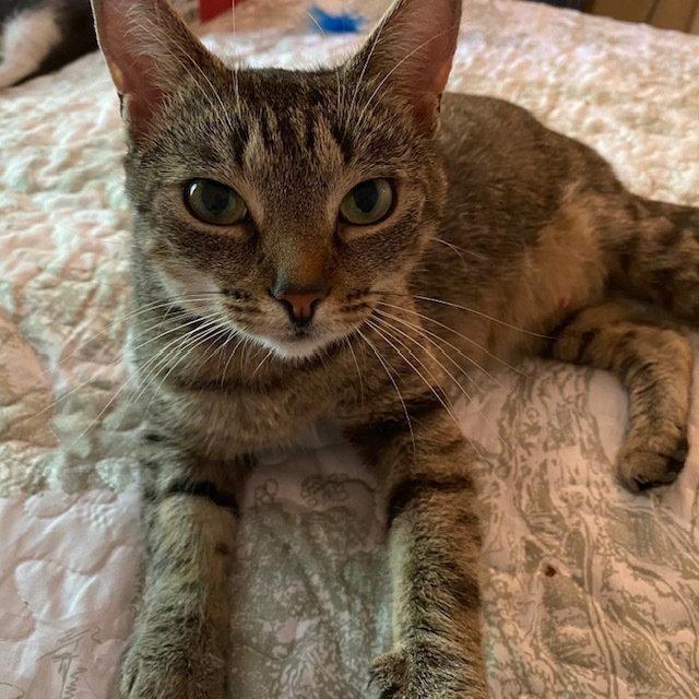 Enlarge Sylvie, a Adoptable Domestic Short Hair in Candler, NC image 1/3