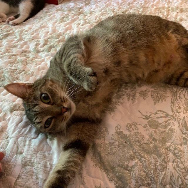 Enlarge Sylvie, a Adoptable Domestic Short Hair in Candler, NC image 2/3