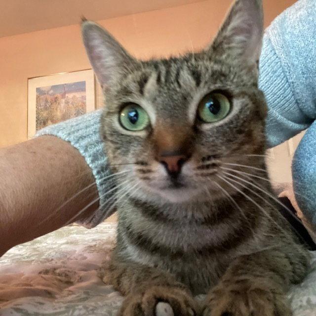 Enlarge Sylvie, a Adoptable Domestic Short Hair in Candler, NC image 3/3