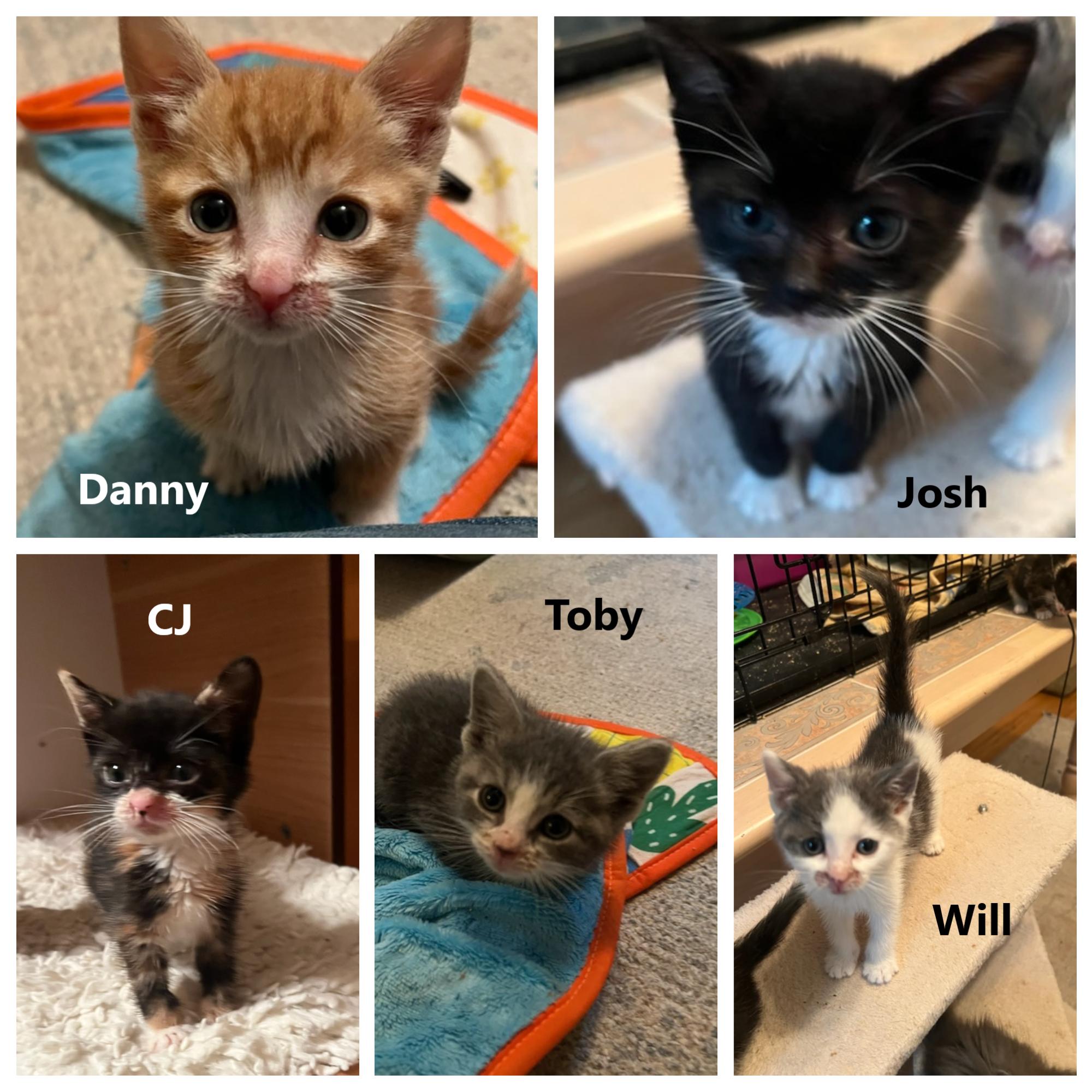 West Wing Kids, Baby Male Tabby