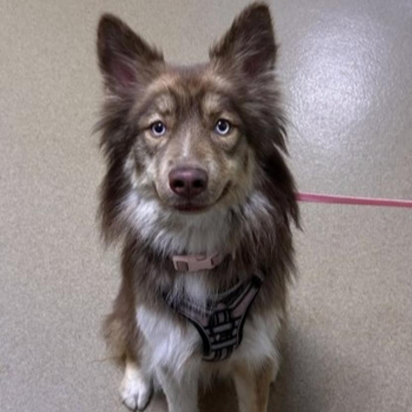 Mango, Adoptable, Young Female Pomeranian & Husky.