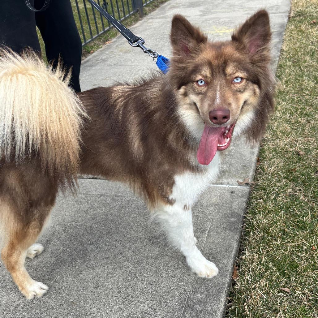 Mango, a Adoptable mixed breed in Brooklyn, NY image 2/4