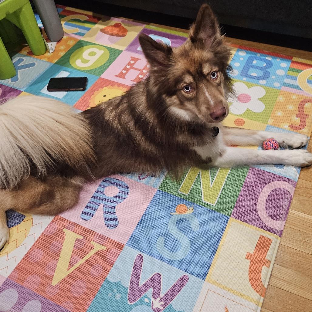 Mango, a Adoptable mixed breed in Brooklyn, NY image 3/4