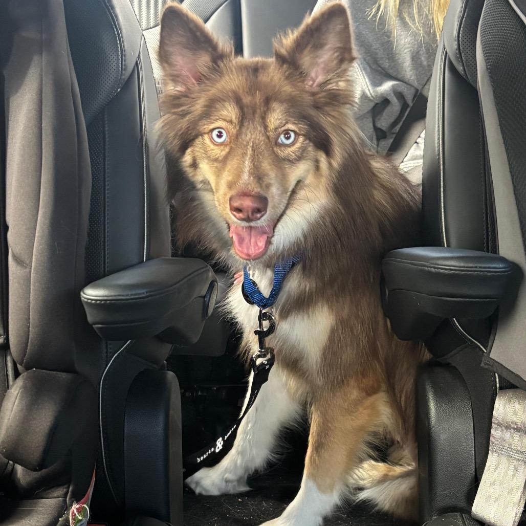 Mango, a Adoptable mixed breed in Brooklyn, NY image 4/4