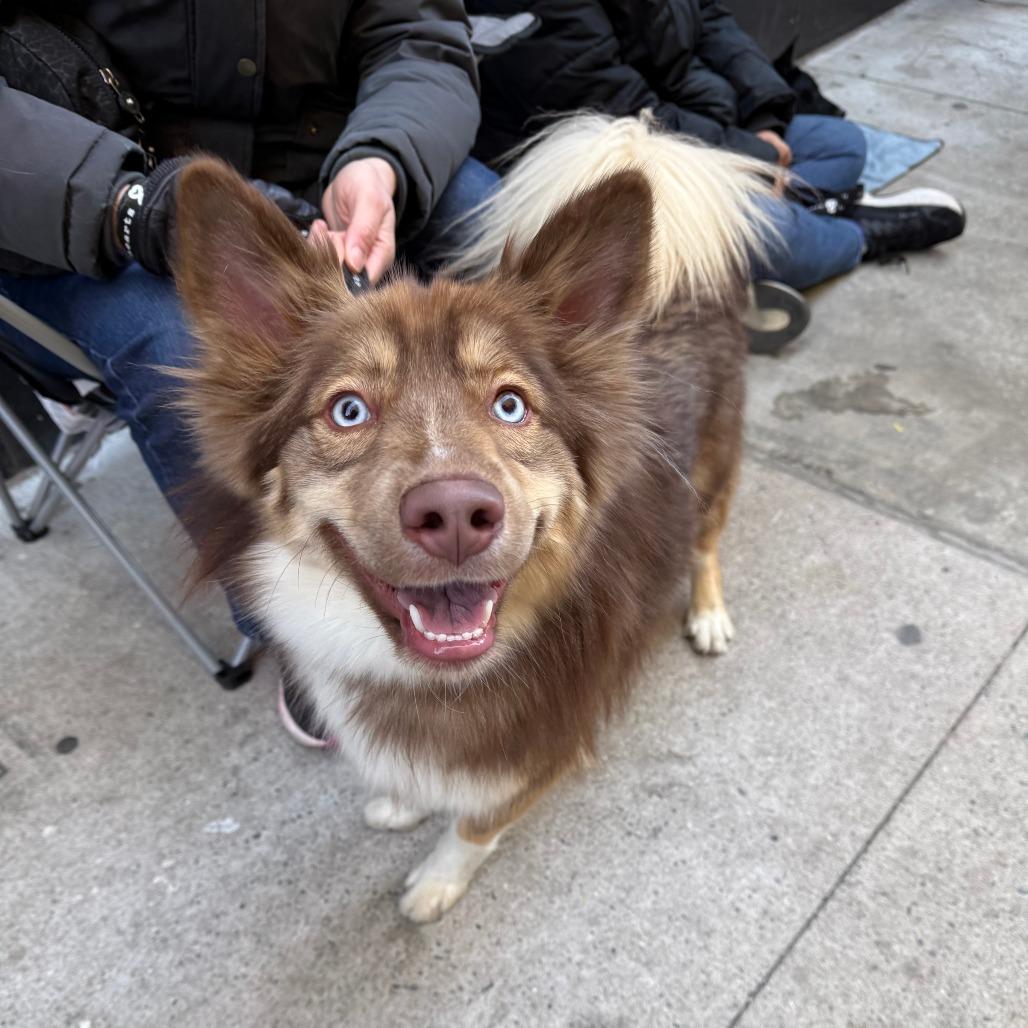Enlarge Mango, a Adoptable mixed breed in Brooklyn, NY image 5/6
