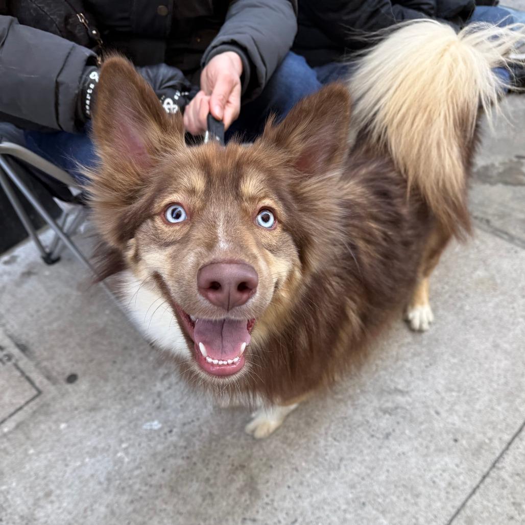 Enlarge Mango, a Adoptable mixed breed in Brooklyn, NY image 6/6
