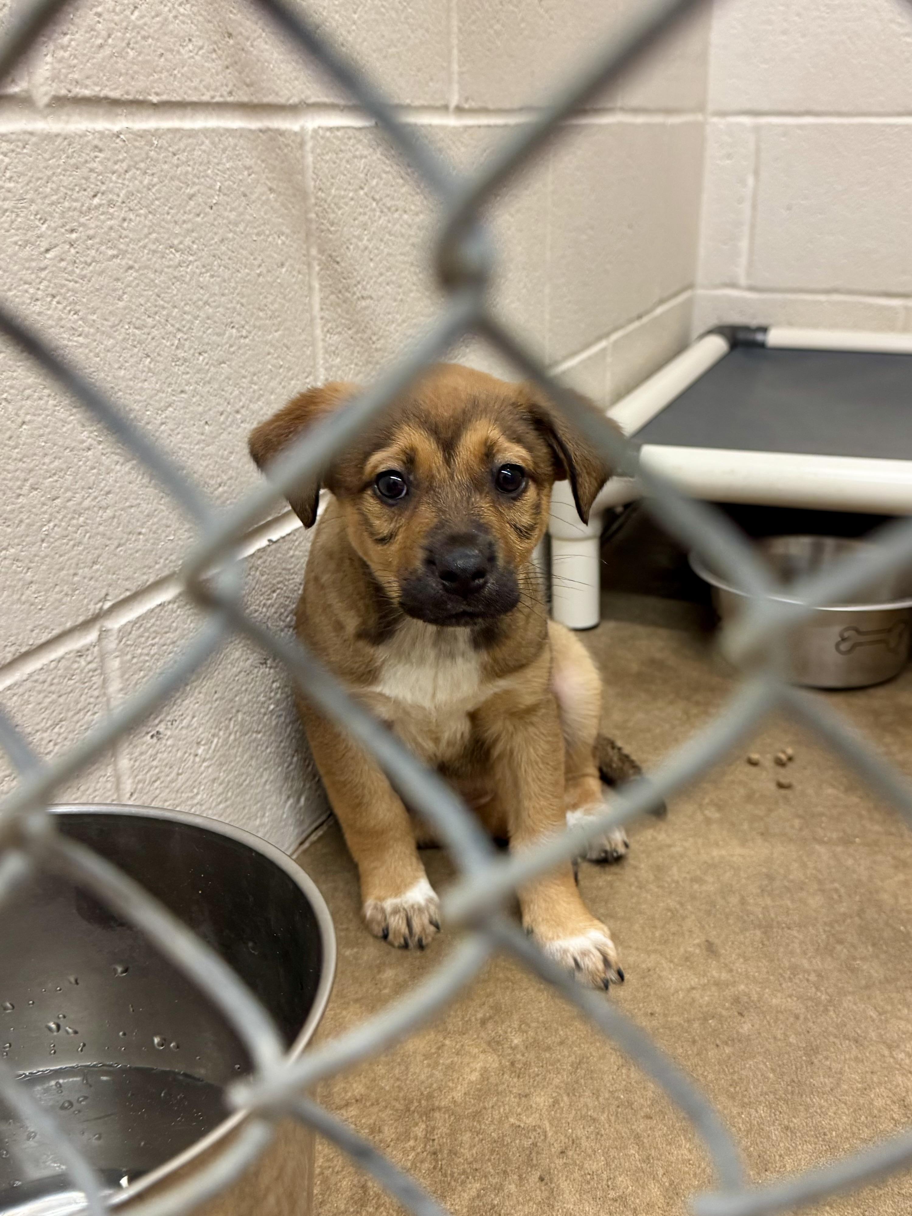 Enlarge Bailey , an adopted mixed breed in Sherman, TX image 1/1