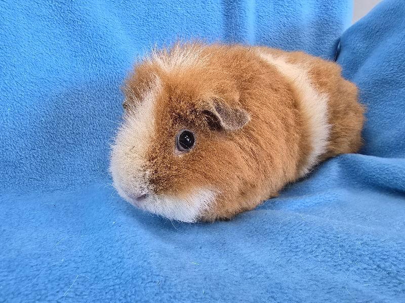 Honey (pending), Adoptable, Senior Female Guinea Pig.