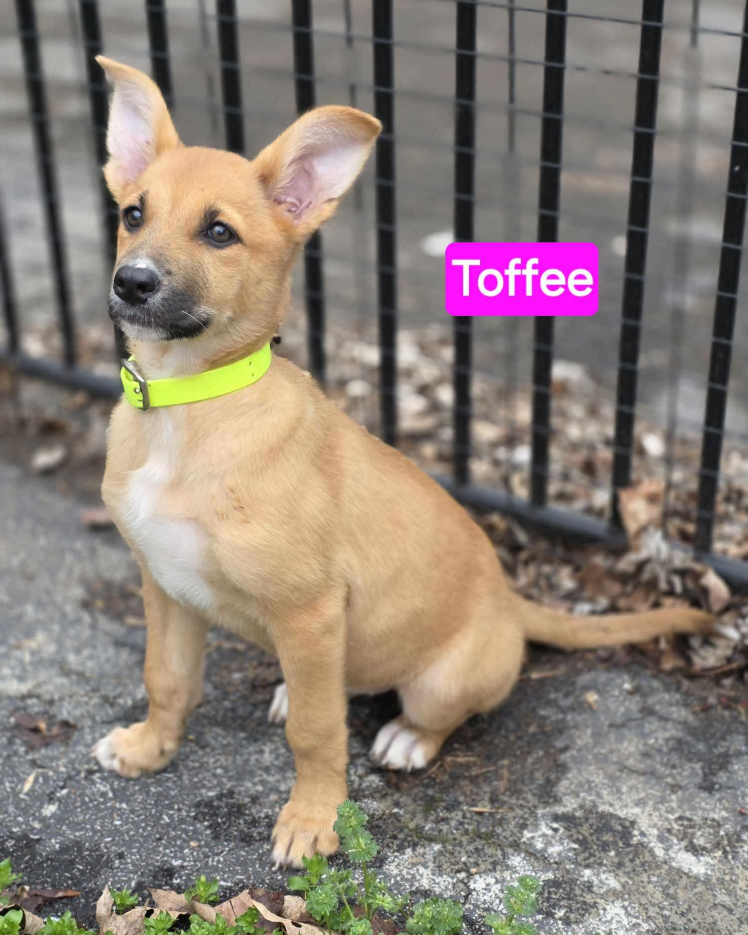 Enlarge Toffee (PUPPY), an adopted mixed breed in Greeneville, TN image 5/6