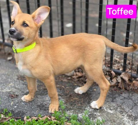Enlarge Toffee (PUPPY), an adopted mixed breed in Greeneville, TN image 1/6