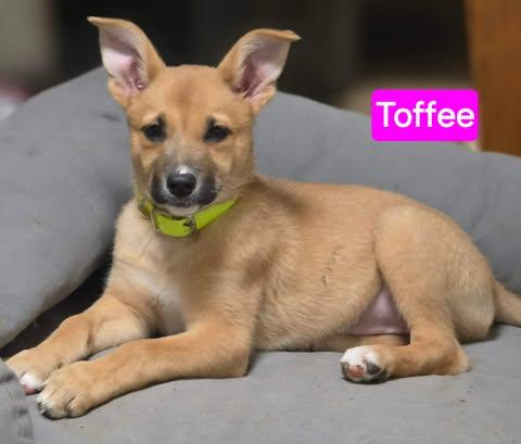 Enlarge Toffee (PUPPY), an adopted mixed breed in Greeneville, TN image 2/6