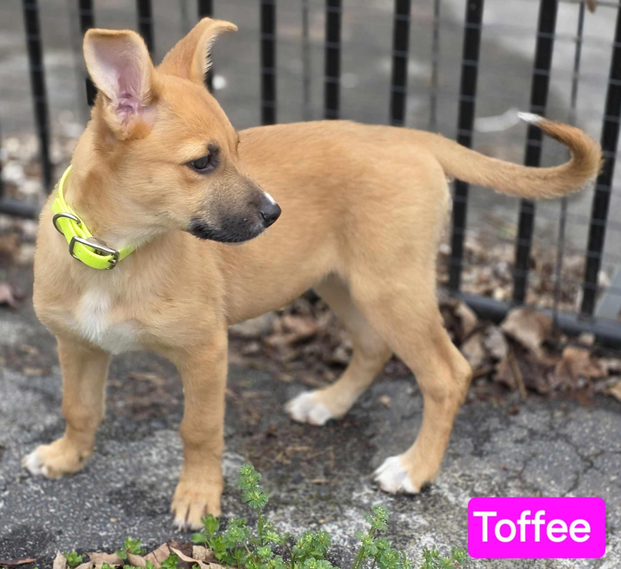 Enlarge Toffee (PUPPY), an adopted mixed breed in Greeneville, TN image 6/6