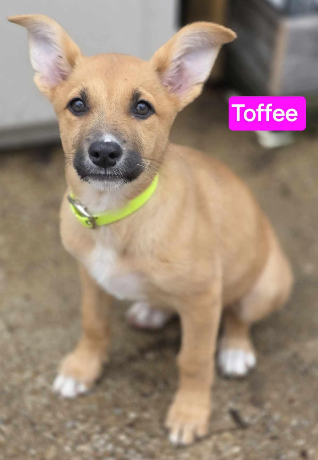 Enlarge Toffee (PUPPY), an adopted mixed breed in Greeneville, TN image 4/6