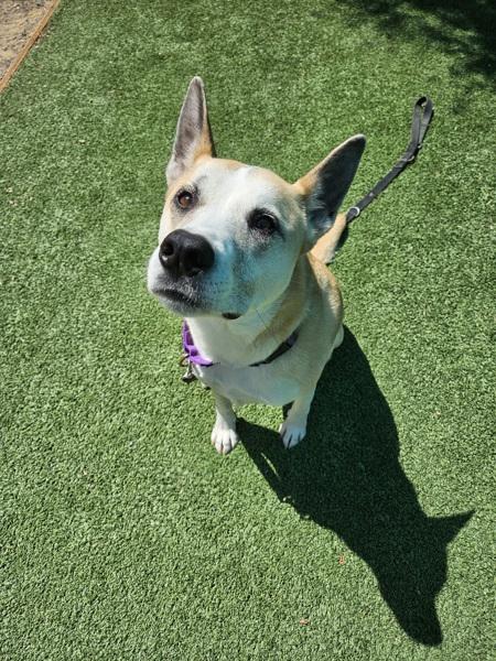 Enlarge Cinderella (ella), a Adoptable mixed breed in Escondido, CA image 1/1