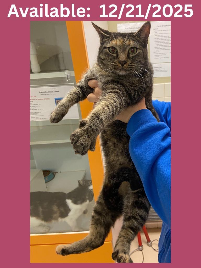 Cat Condo #7, a Adoptable mixed breed in Greenville, TX image 1/2