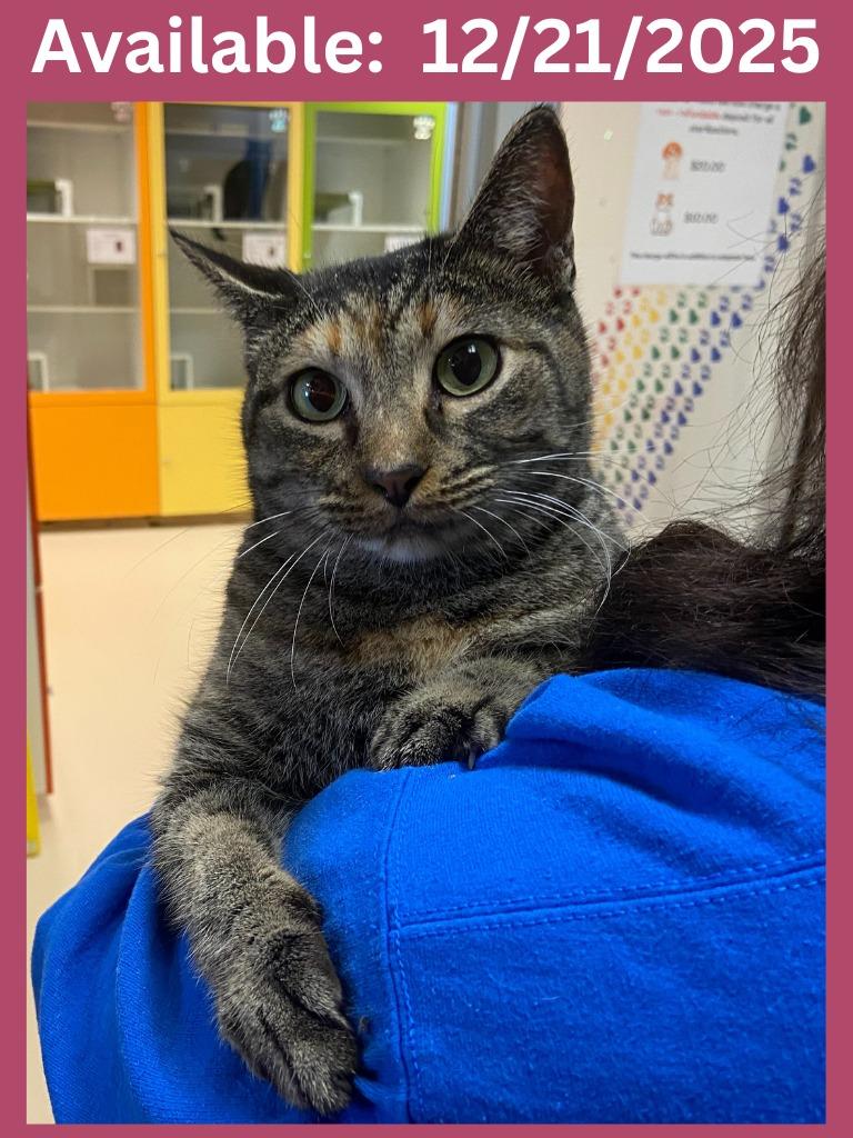 Cat Condo #7, a Adoptable mixed breed in Greenville, TX image 2/2