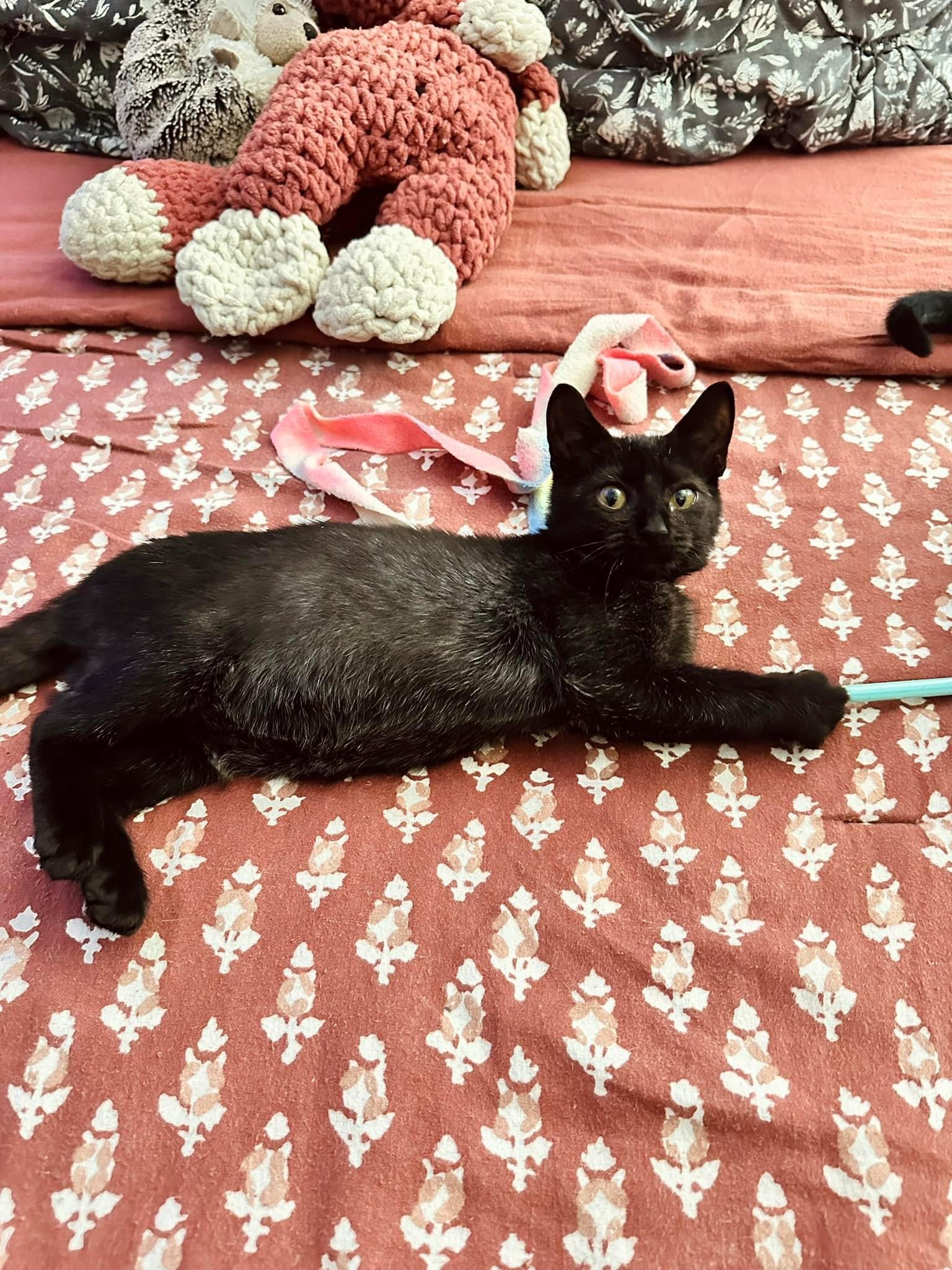 Cat for adoption Persephone, a Domestic Short Hair in Greensboro, NC