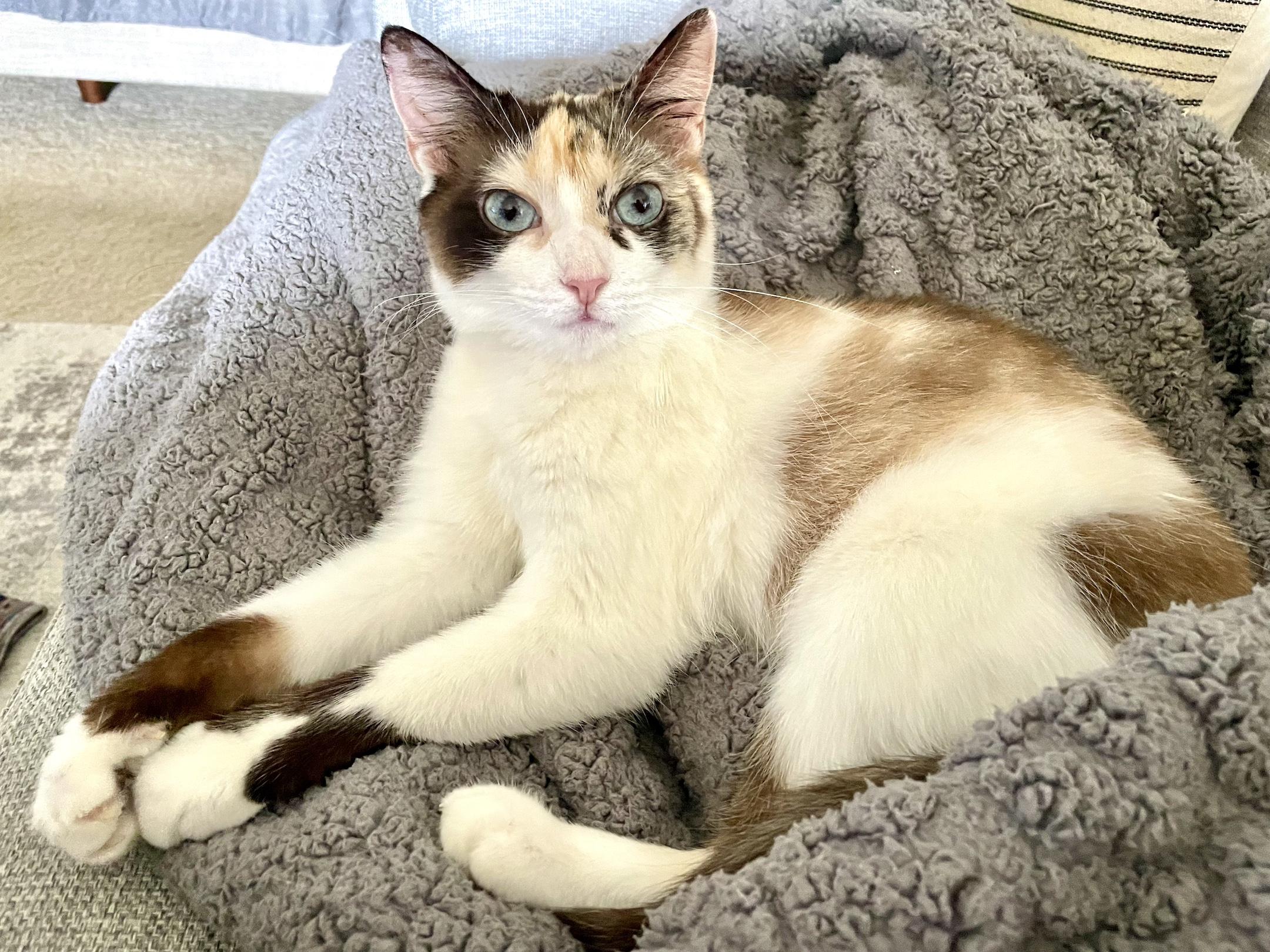 Enlarge Josie, a Adoptable Siamese in Corona Del Mar, CA image 2/5