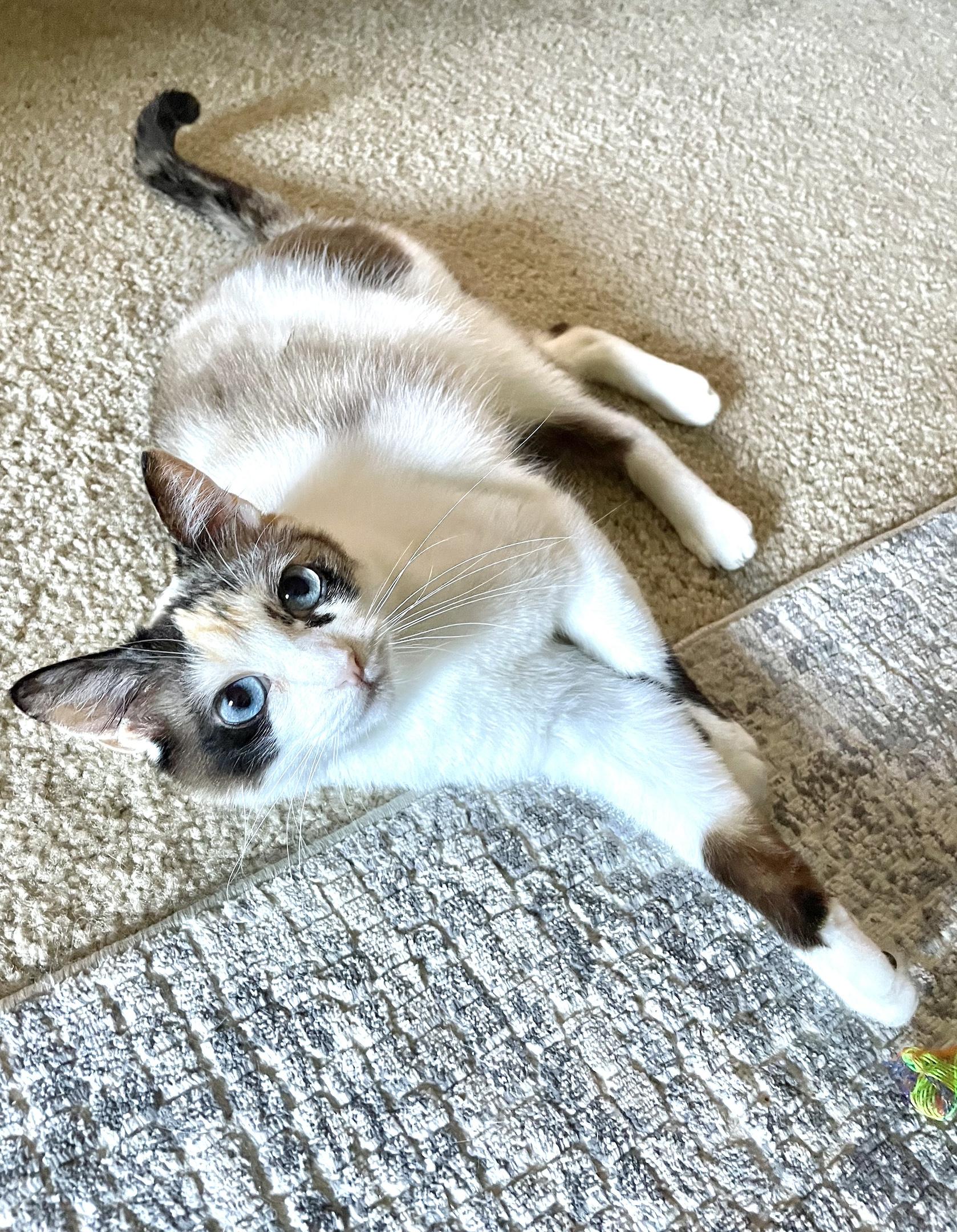 Enlarge Josie, a Adoptable Siamese in Corona Del Mar, CA image 3/5