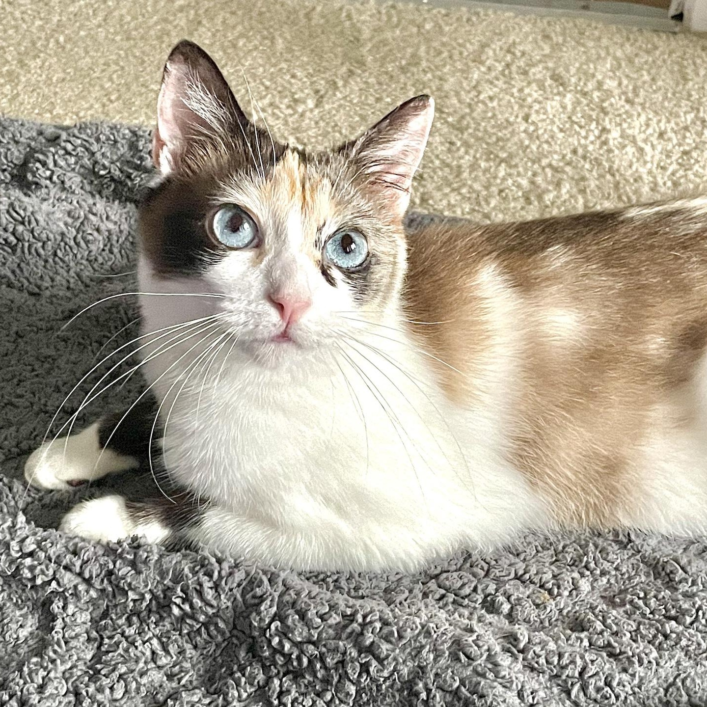 Enlarge Josie, a Adoptable Siamese in Corona Del Mar, CA image 1/5