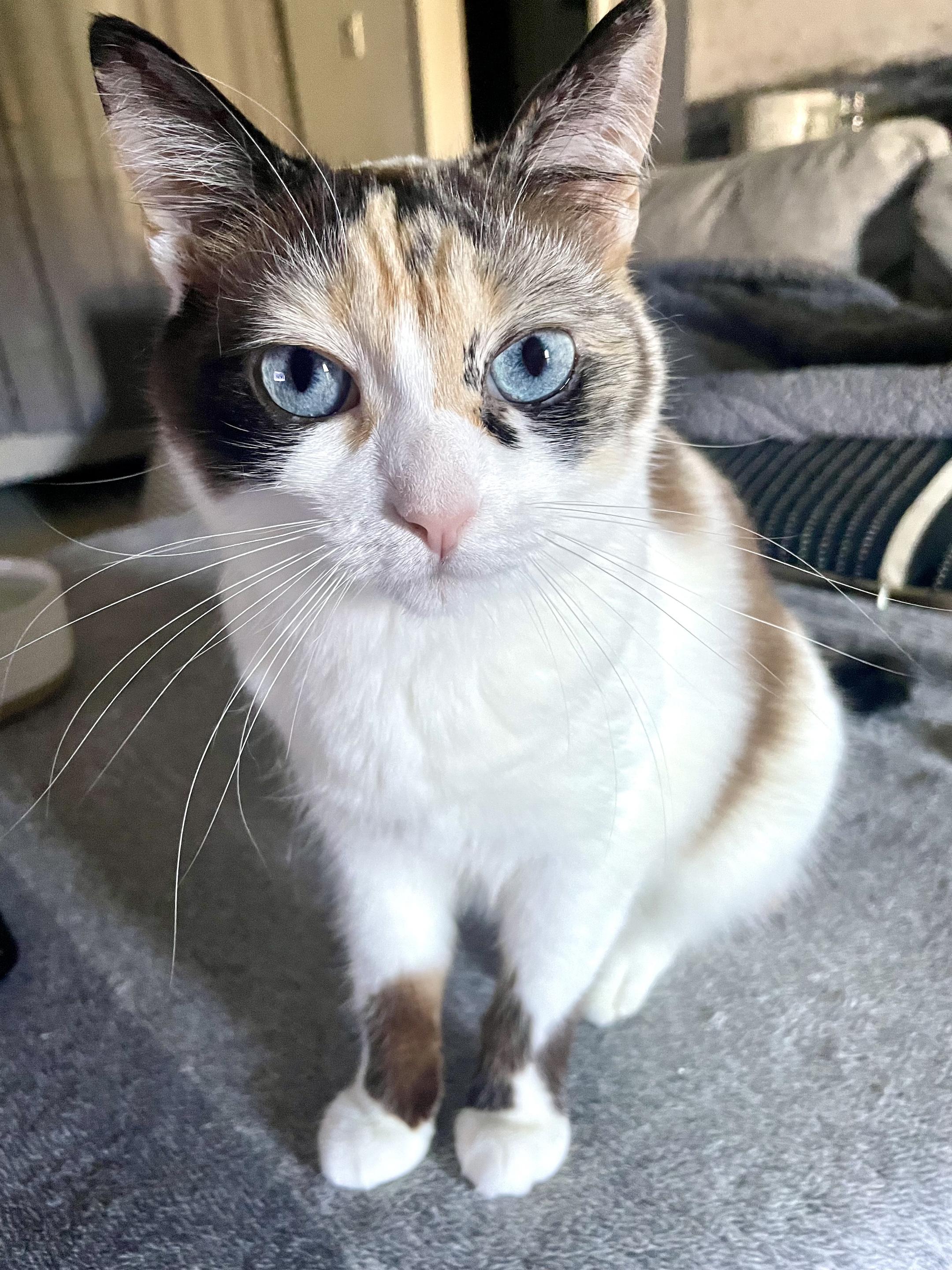 Enlarge Josie, a Adoptable Siamese in Corona Del Mar, CA image 4/5