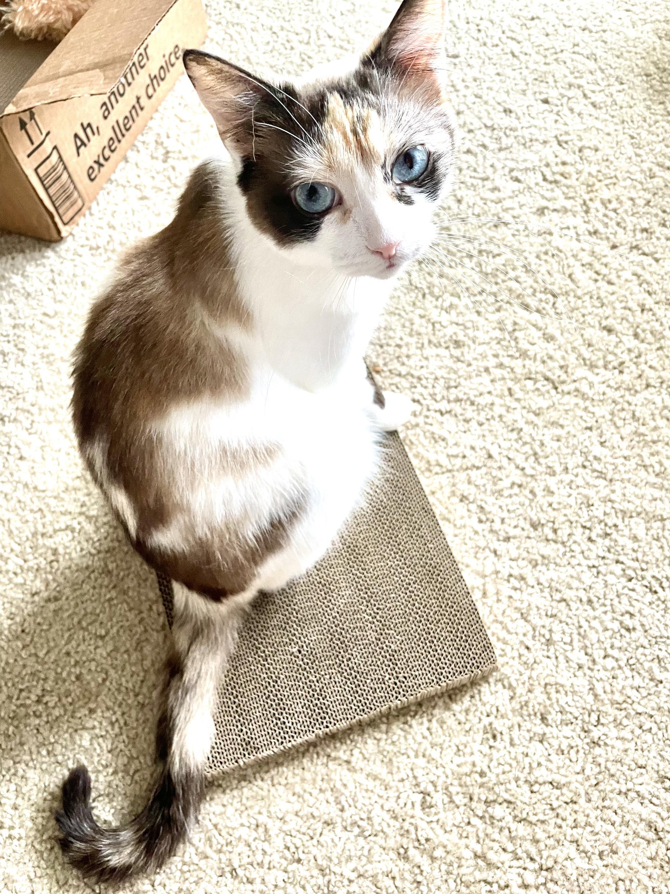 Enlarge Josie, a Adoptable Siamese in Corona Del Mar, CA image 5/5