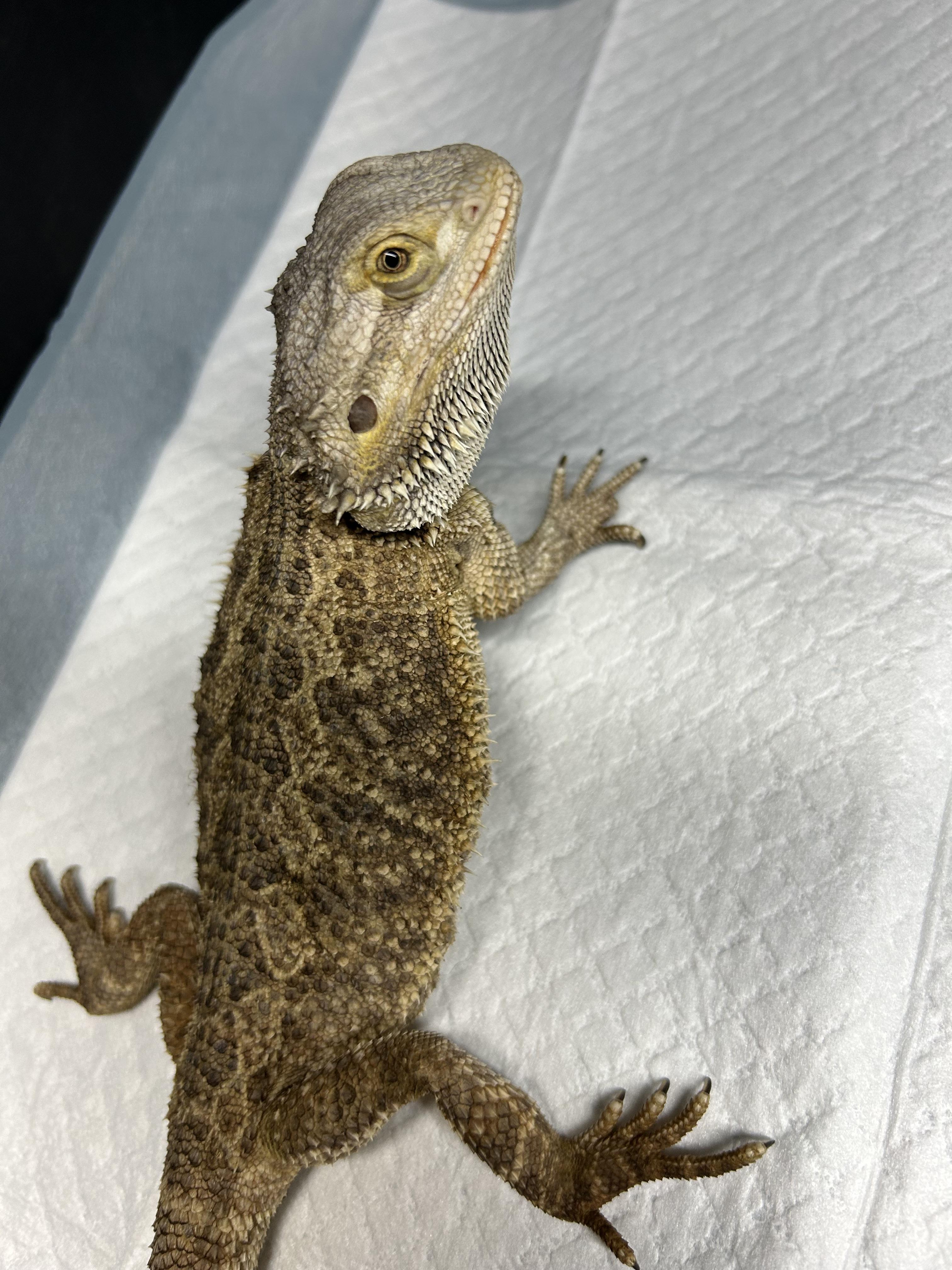 Mystic Bearded Dragon, Adoptable, Young Unknown Bearded Dragon.