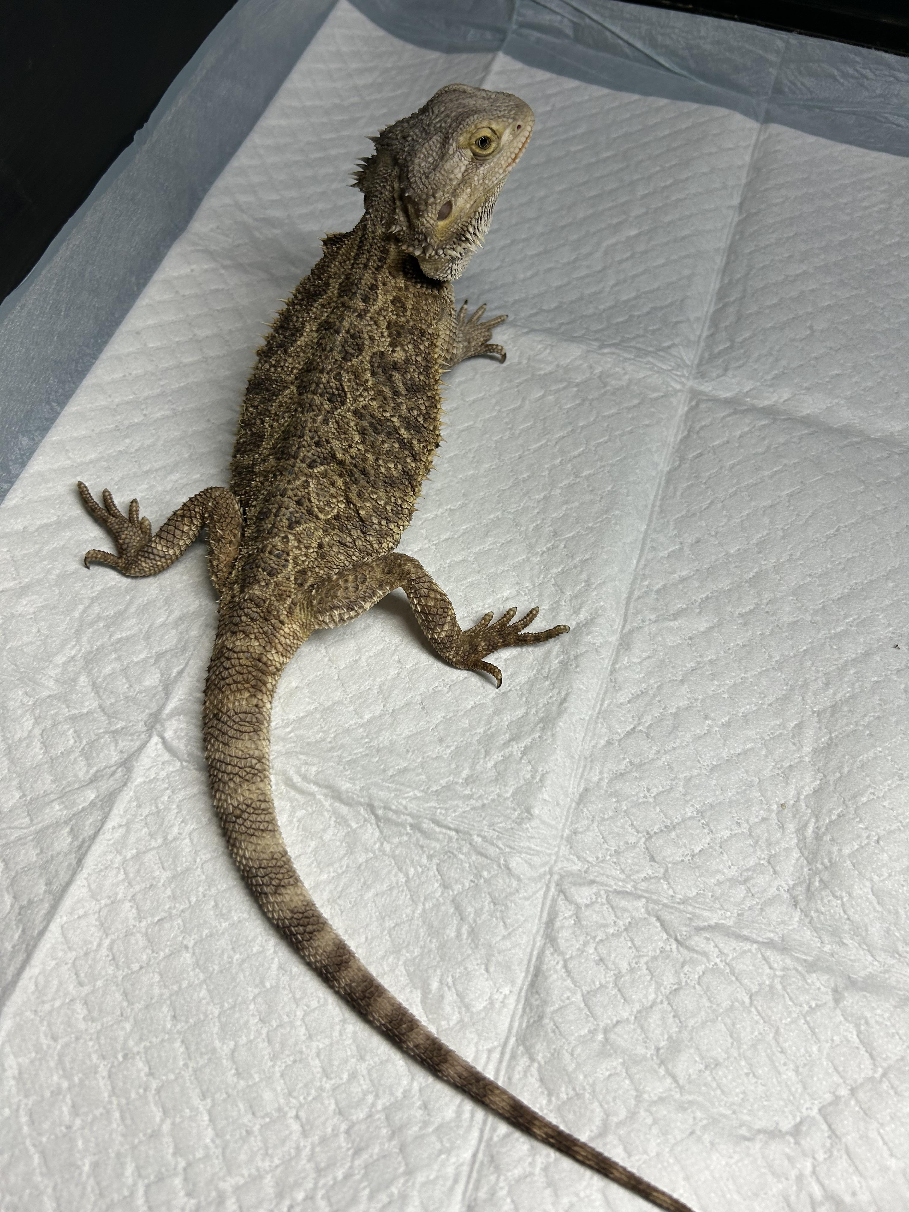 Enlarge Mystic Bearded Dragon, a Adoptable Bearded Dragon in Concord, CA image 2/2