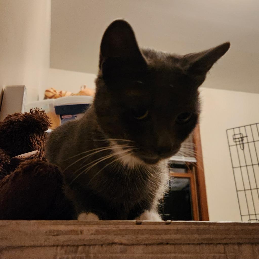 BeBe, Adoptable, Young Female Domestic Short Hair.