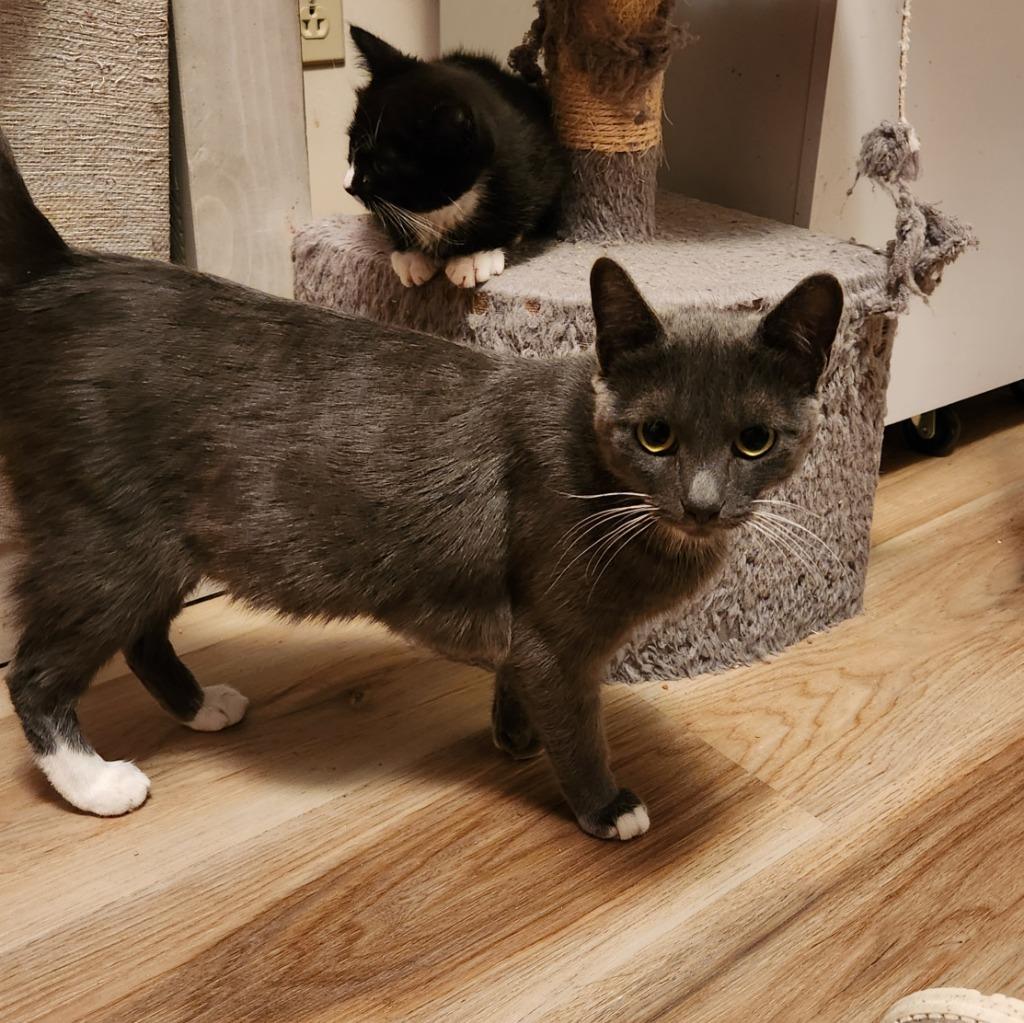 Enlarge BeBe, a Adoptable mixed breed in Brainardsville, NY image 2/3