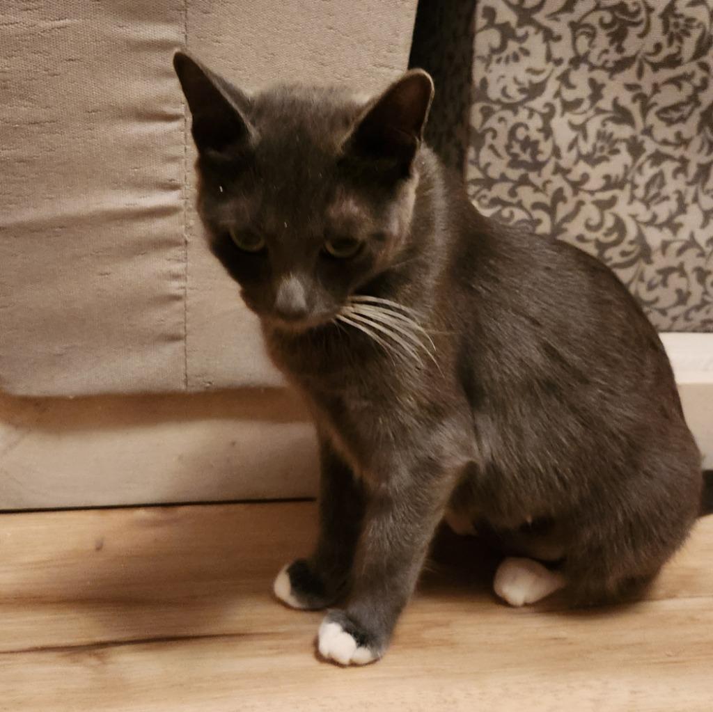 Enlarge BeBe, a Adoptable mixed breed in Brainardsville, NY image 3/3