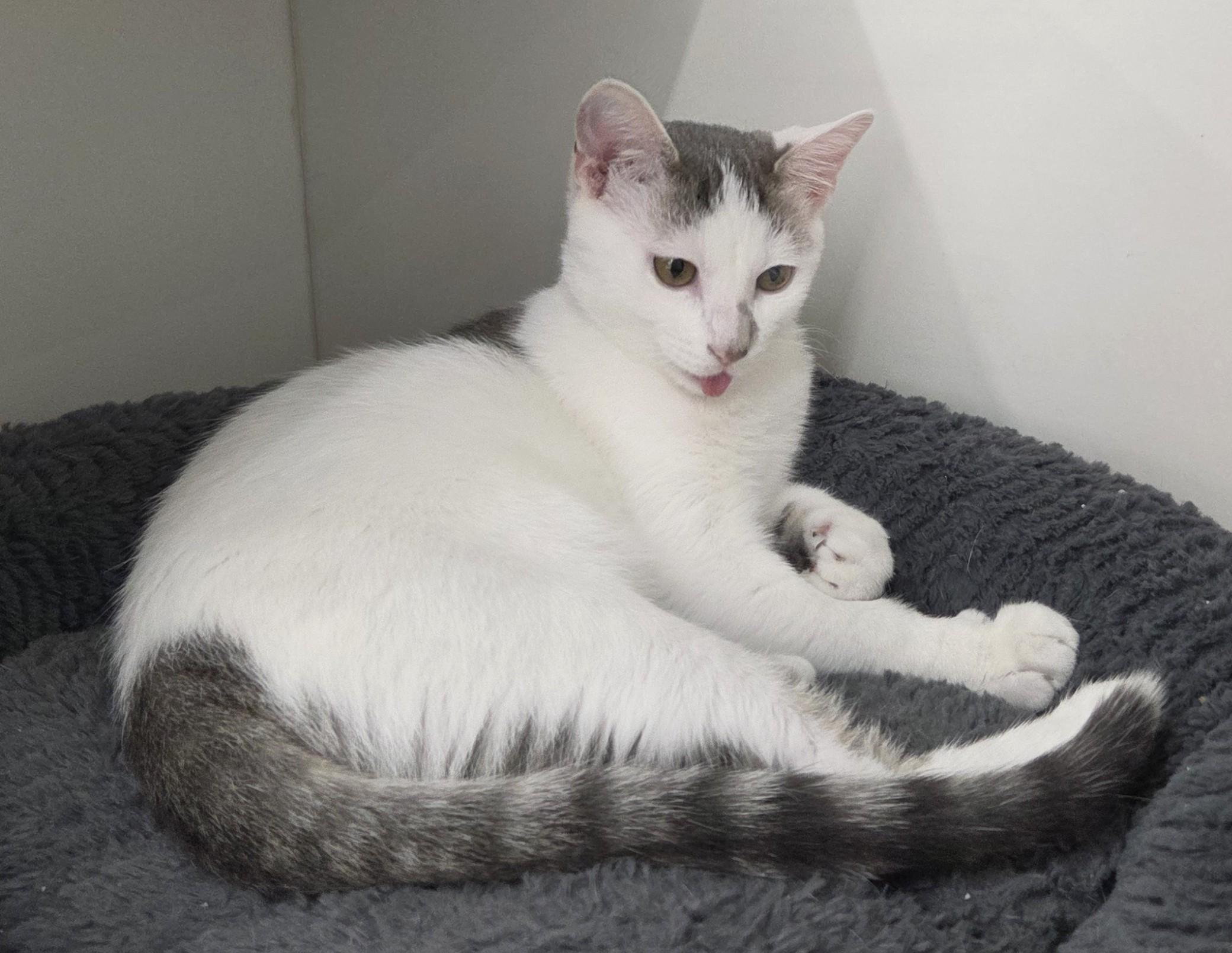 Enlarge Phillips 66, a Adopted Domestic Short Hair in New Albany, OH image 5/6