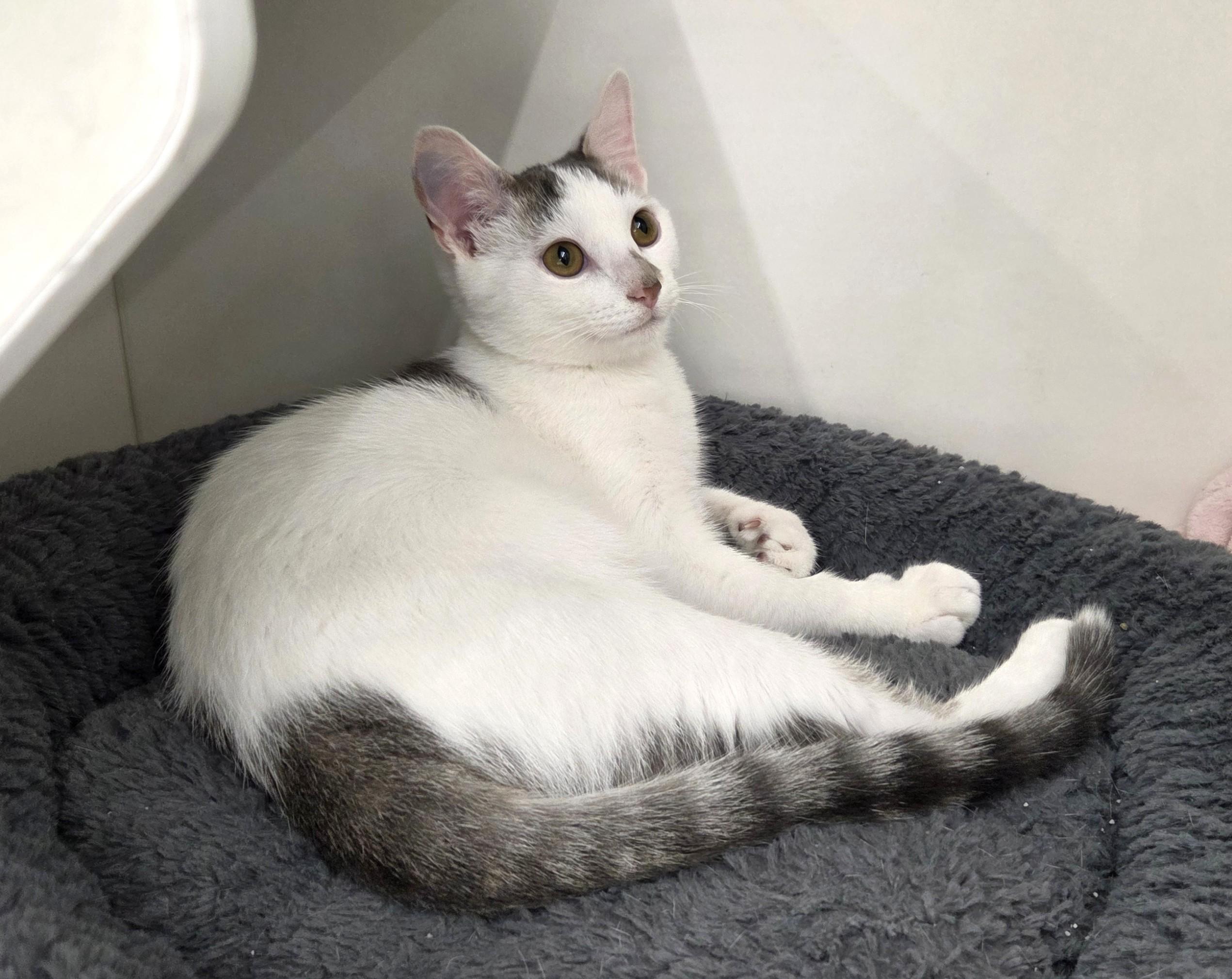 Enlarge Phillips 66, a Adopted Domestic Short Hair in New Albany, OH image 1/6