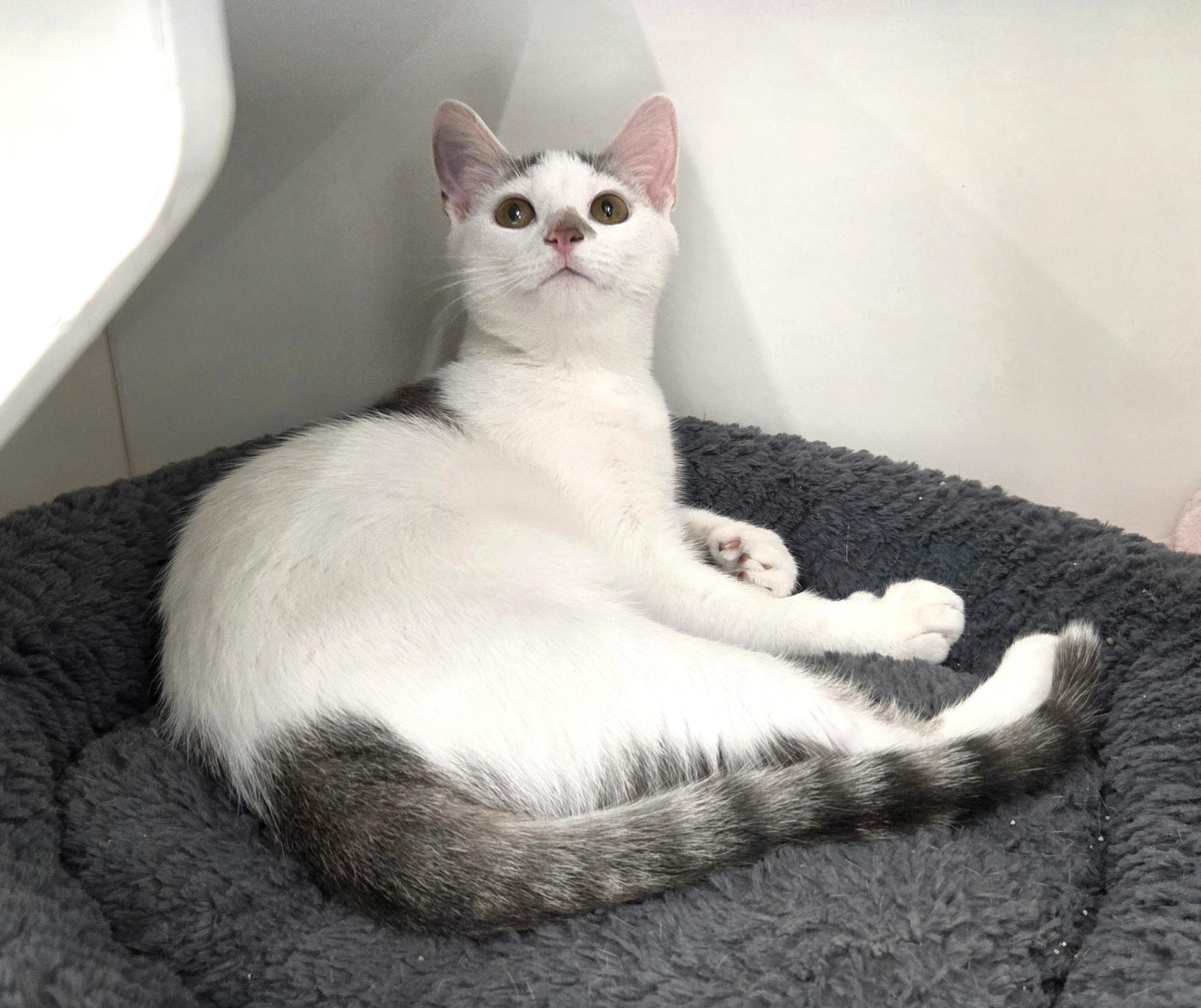 Enlarge Phillips 66, a Adopted Domestic Short Hair in New Albany, OH image 3/6