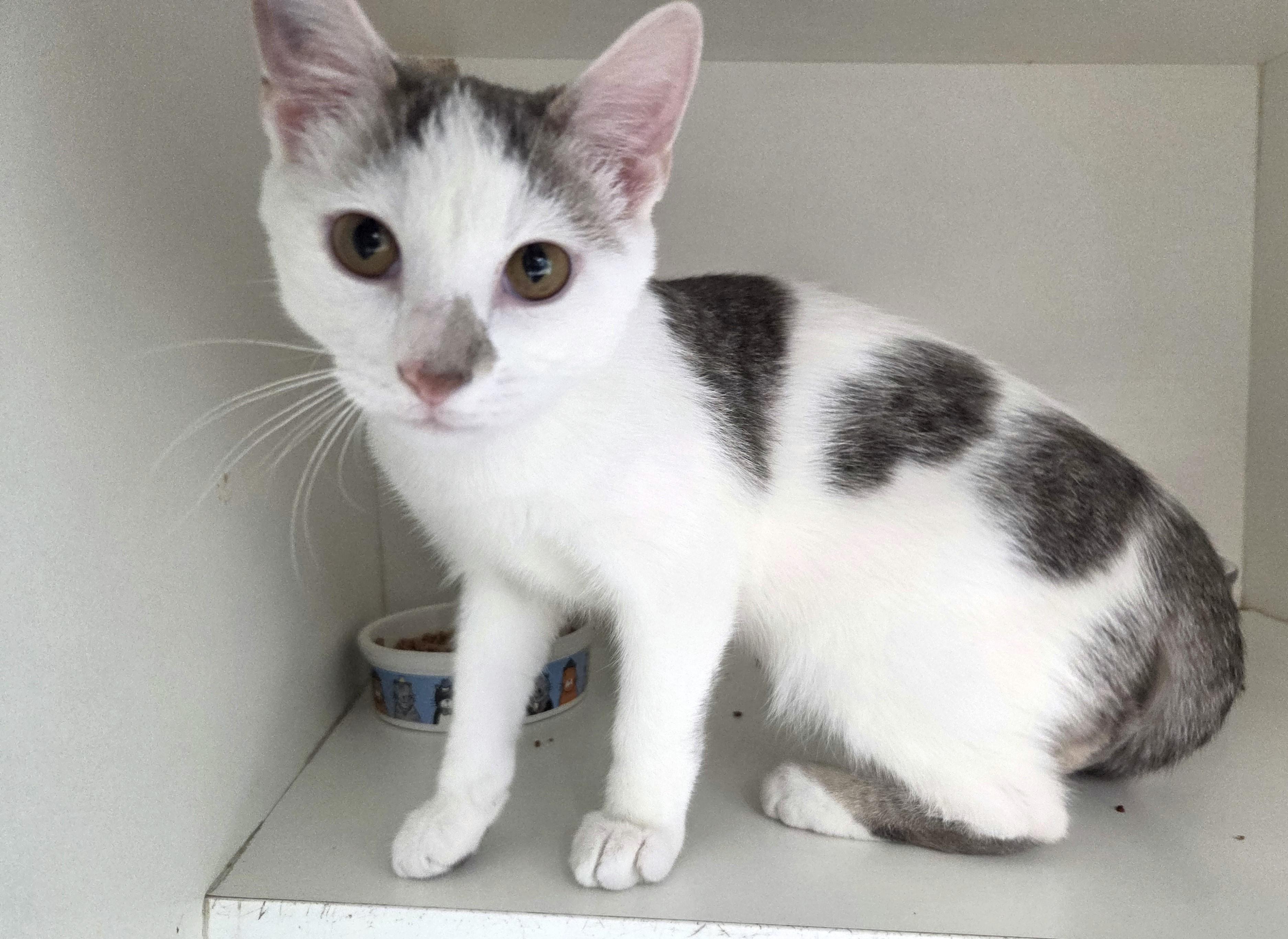 Enlarge Phillips 66, a Adopted Domestic Short Hair in New Albany, OH image 2/6