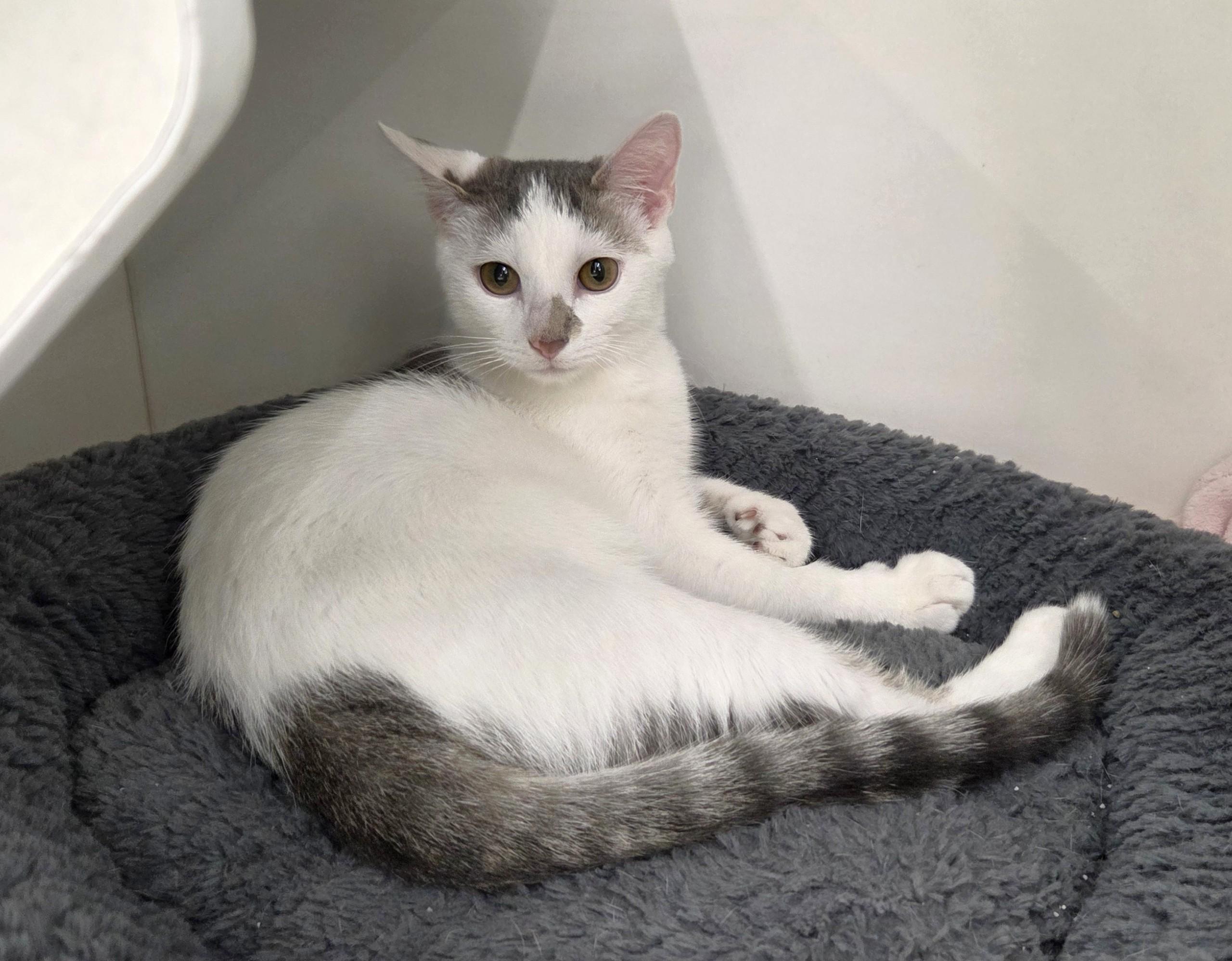 Enlarge Phillips 66, a Adopted Domestic Short Hair in New Albany, OH image 6/6