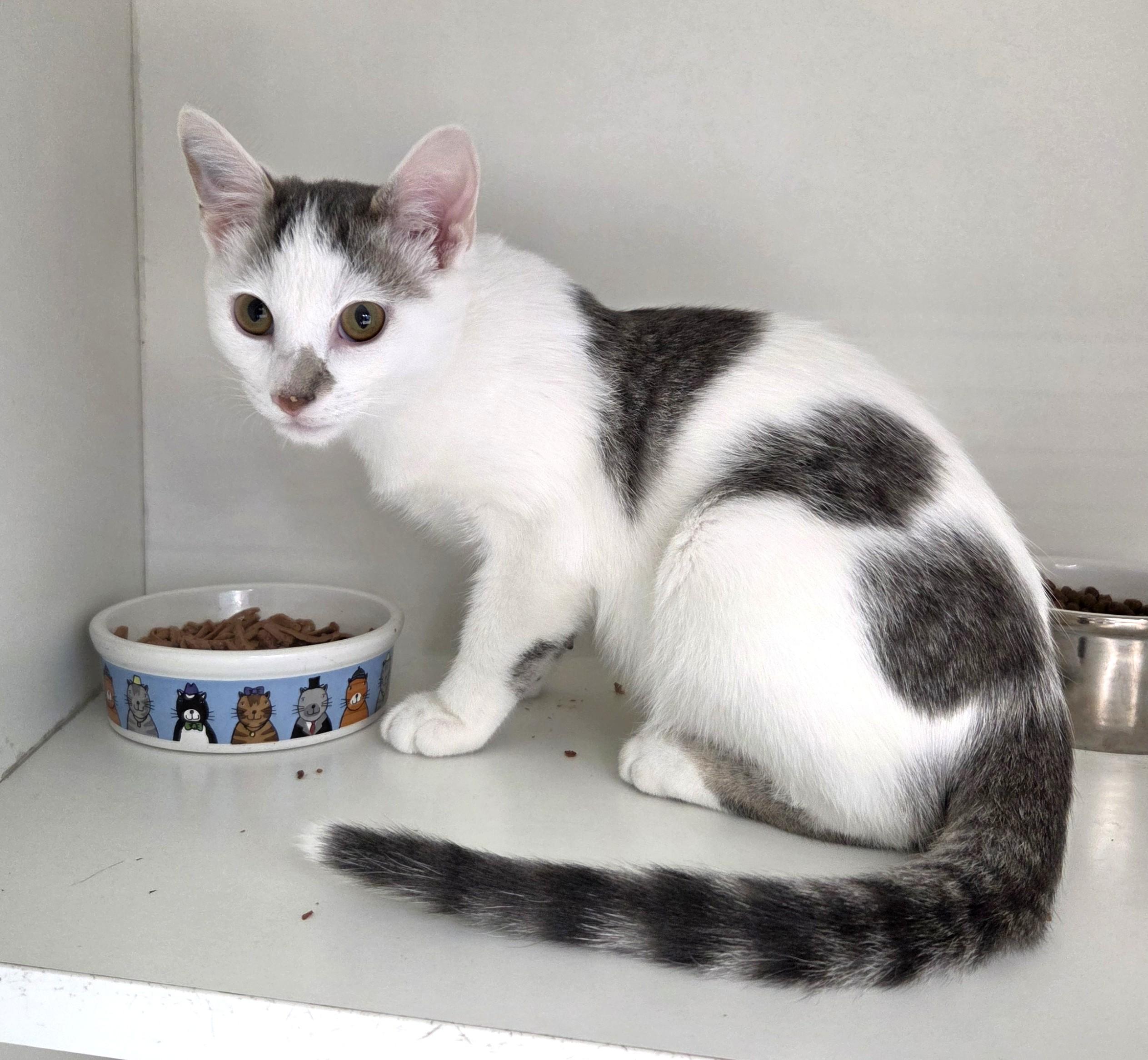 Enlarge Phillips 66, a Adopted Domestic Short Hair in New Albany, OH image 4/6