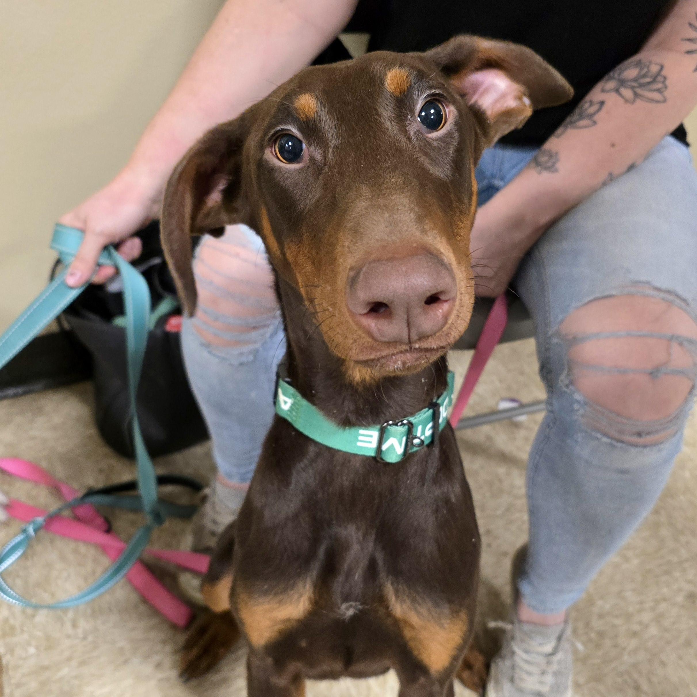 Brownie, Young Female unknown