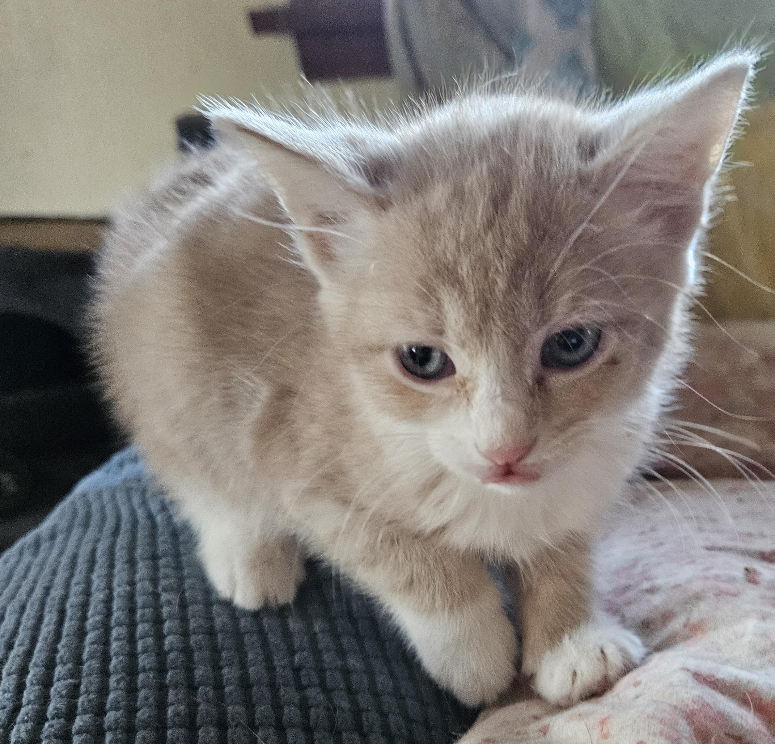 Enlarge Gigi, a Adopted Domestic Short Hair in Mansfield, PA image 1/1